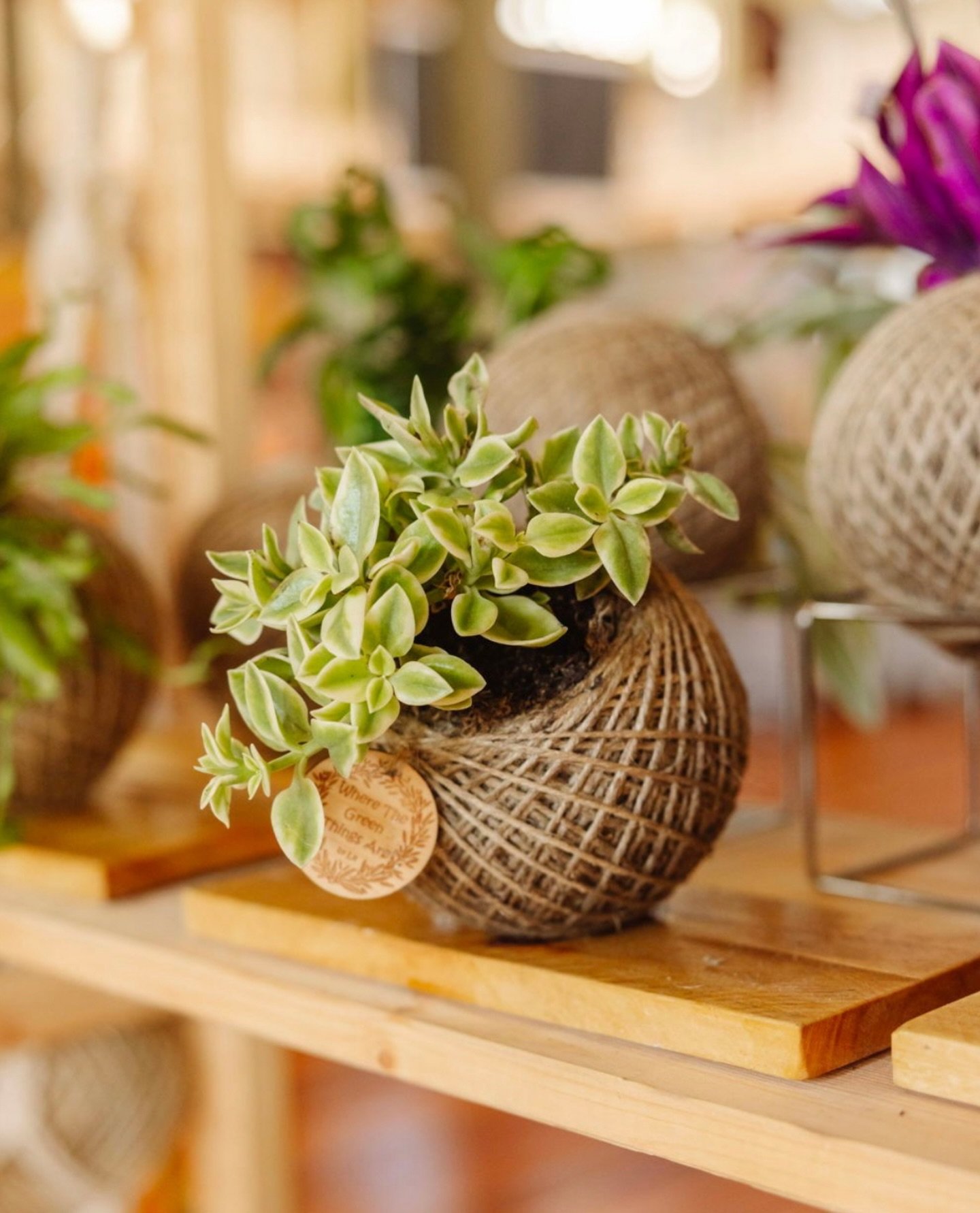 This little sunrose cutie is trending at @marketfair in Preston. 

Will bring some over for last-minute shopping. Keep an eye on my stories for updates! ☺️ 

#marketfair #marketfairpreston #kokedamas #babysunrose #lastminutechristmasshopping