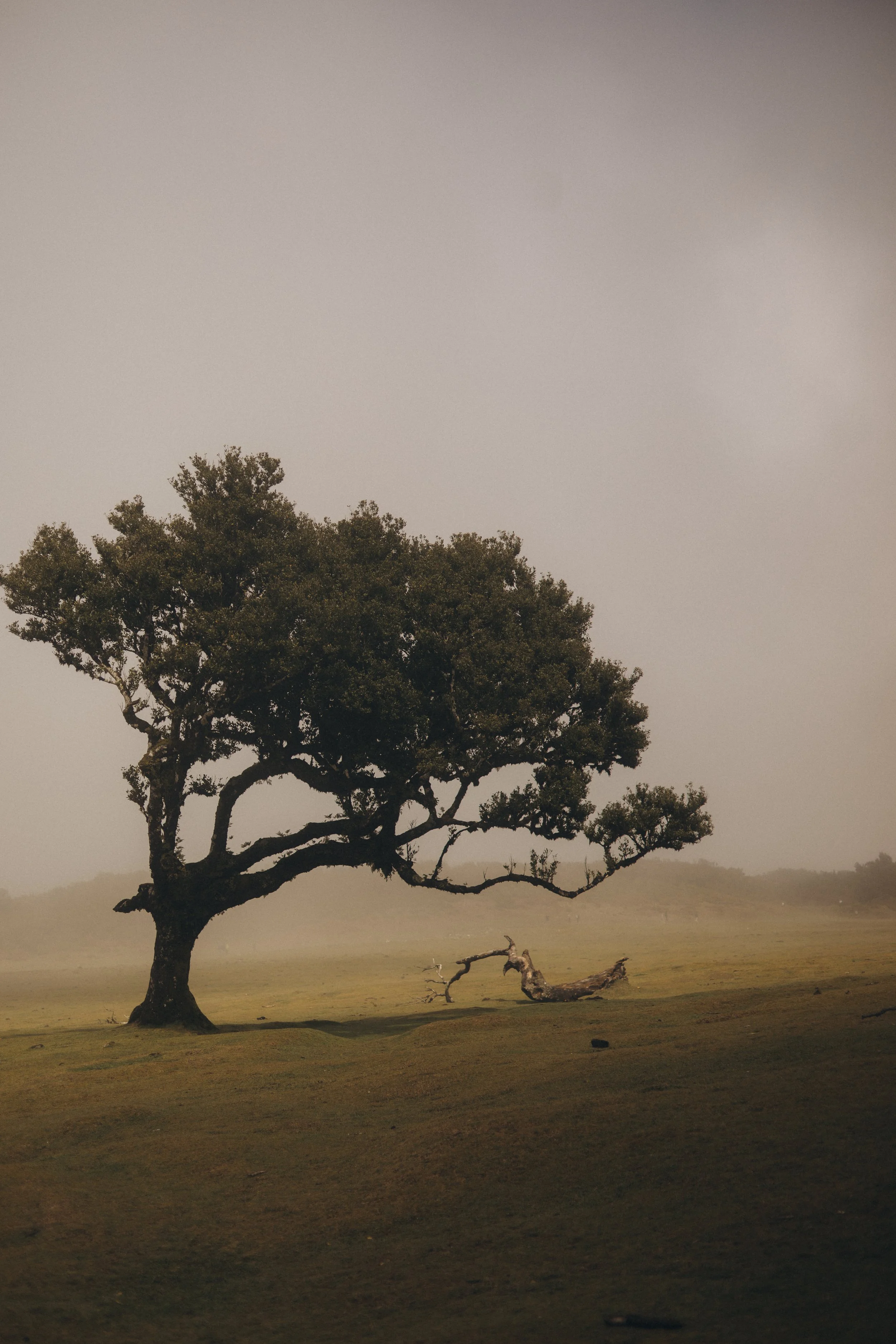 A solitary tree with twisted branches stands in a grassy field under a hazy sky with distant hills.