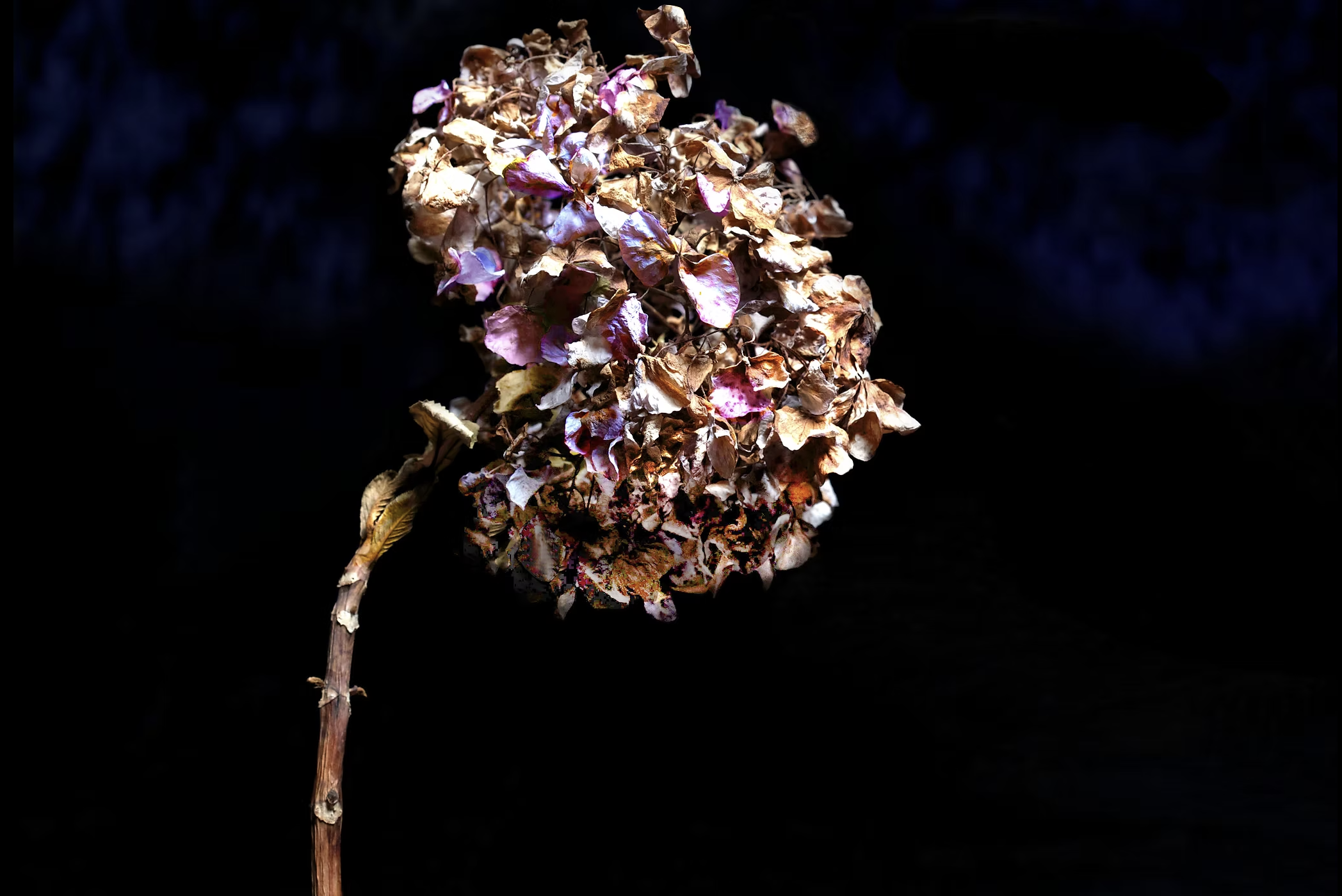 Minatures - Serrata.png