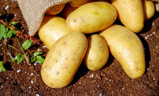 A group of freshly dug yellow potatoes on soil with some green plant leaves nearby.