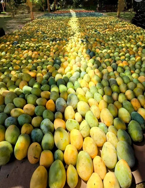 A large outdoor display of green and yellow mangoes arranged in rows on a long table, with a yellow path-like pattern running through the middle, surrounded by trees.
