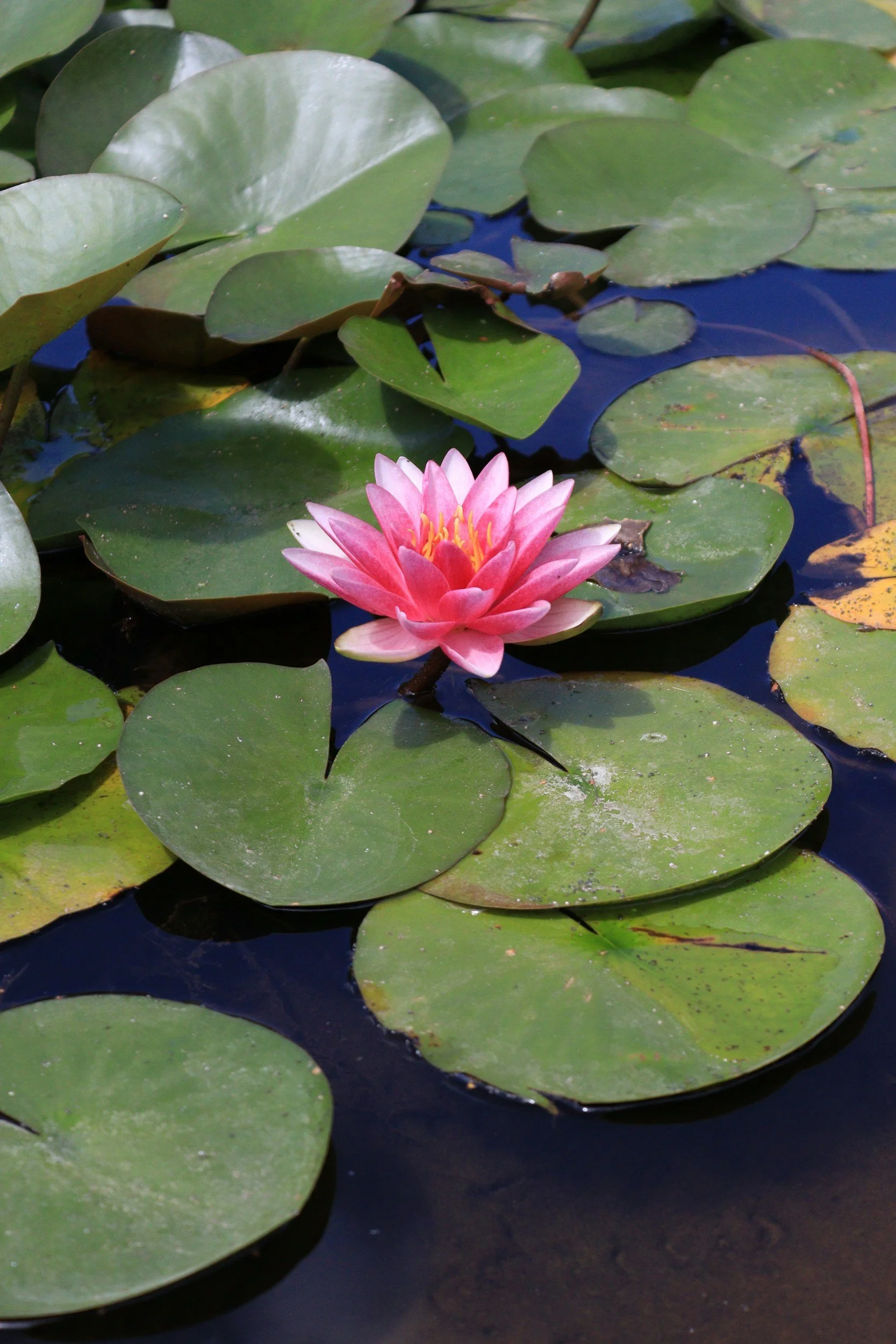 Lotus