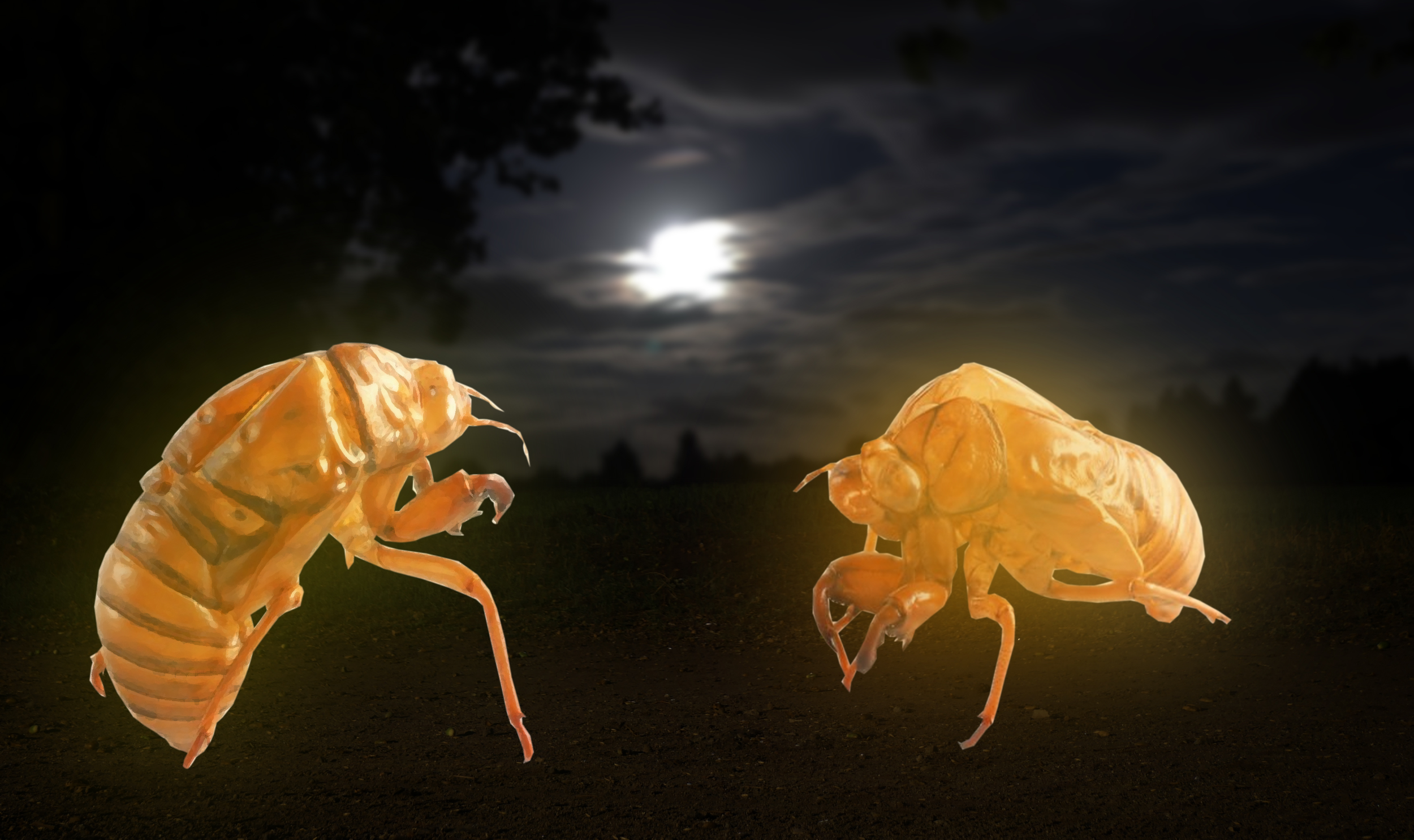 #44 - Emergence (New Wings, Shed Skin) - Tom Buckland