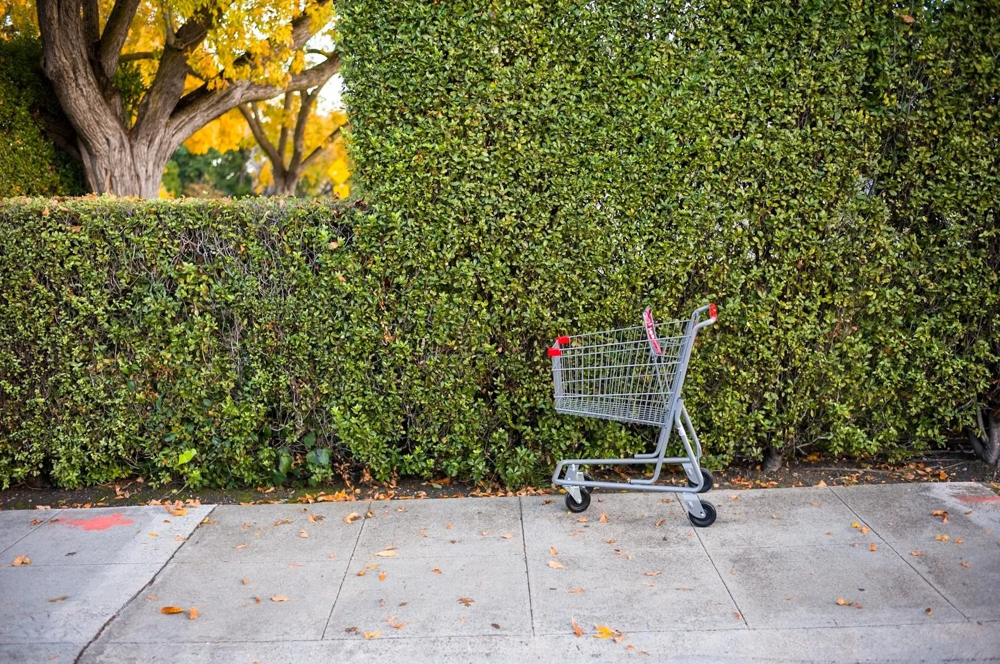 Sneak peak into a photo series of abandoned shopping carts. Couldn&rsquo;t crop this in a way to share in stories and don&rsquo;t want to use Meta AI on this one&hellip;