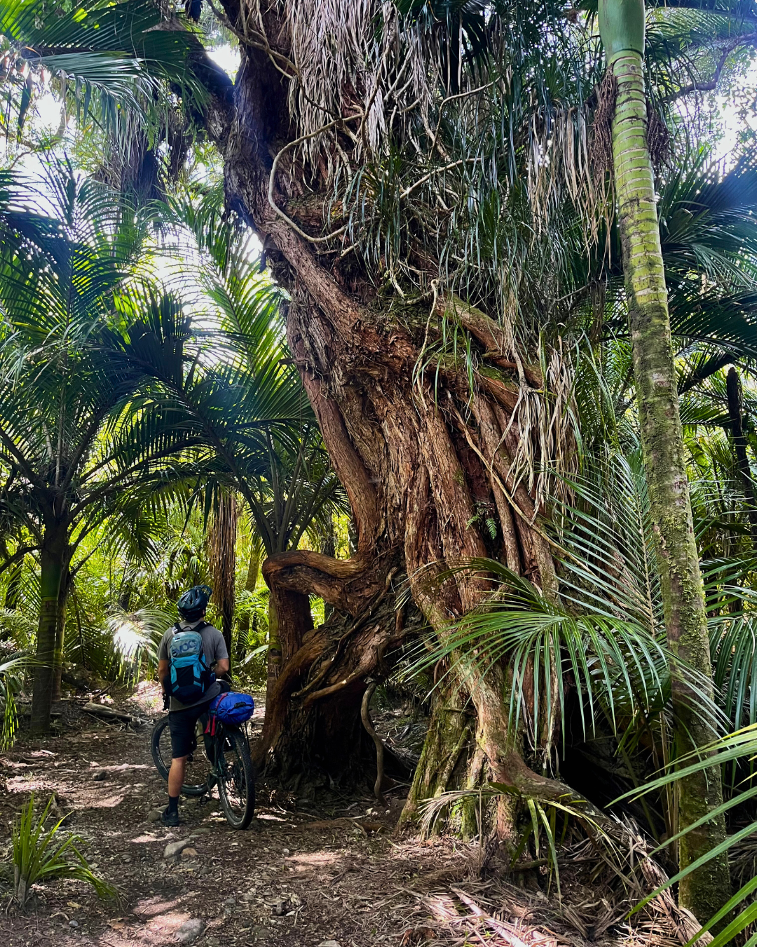 Heaphy Track West Coast