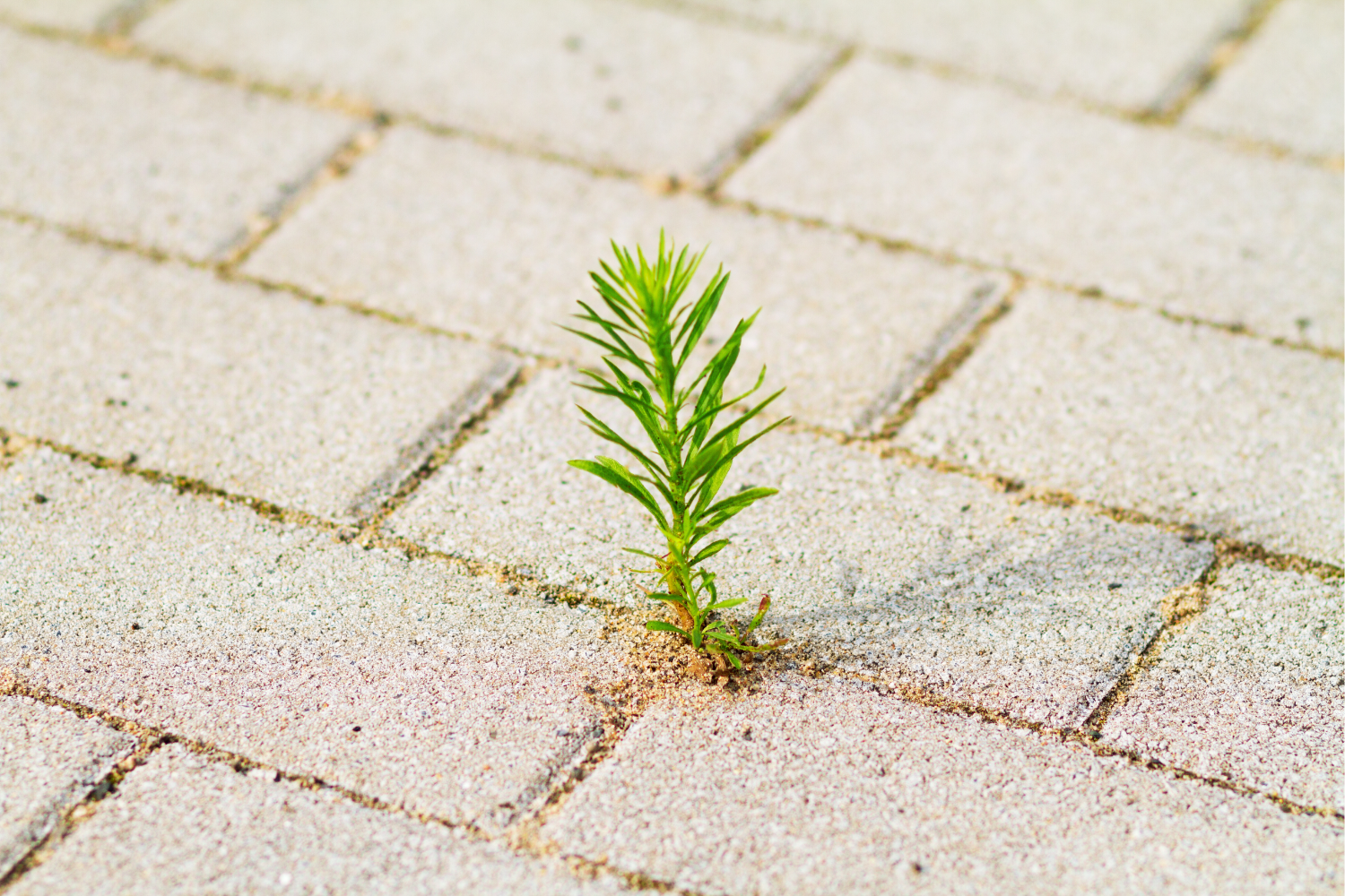 Common Mistakes That Cause Weeds Between Pool Pavers and How to Prevent Them