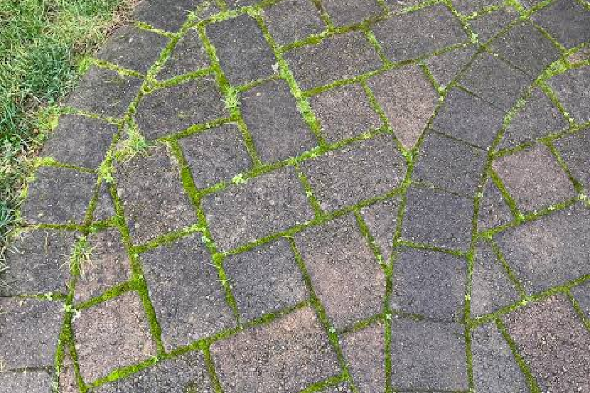 Why Moss and Algae Grow on Brick Pavers and How to Prevent It