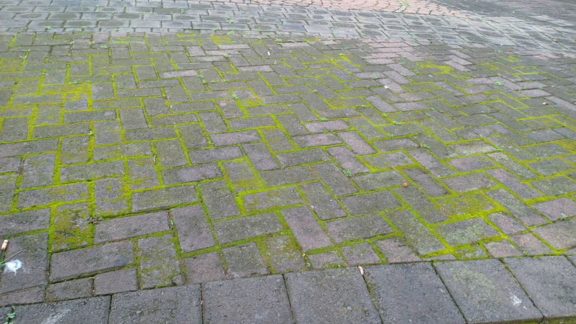 Moss growing in between brick paver patio