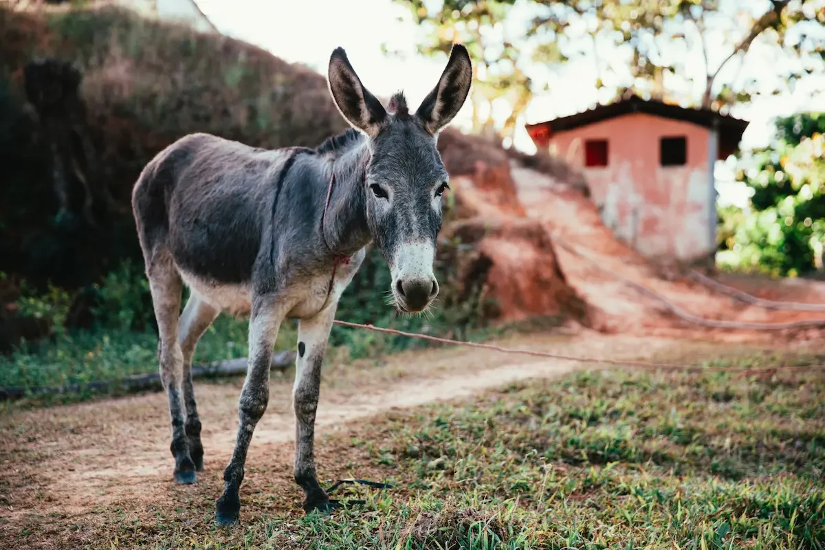 How could a donkey talk in Numbers 22 — was that literal?