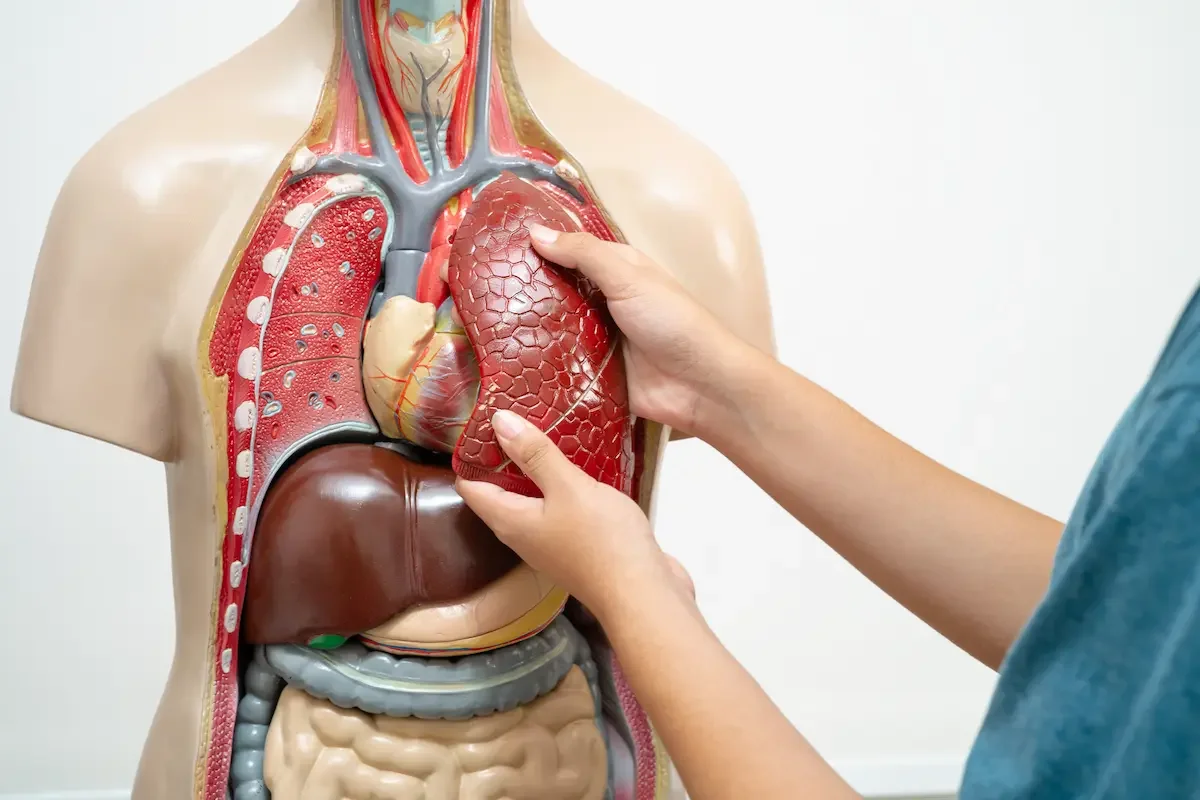 Should Christians donate organs after death?