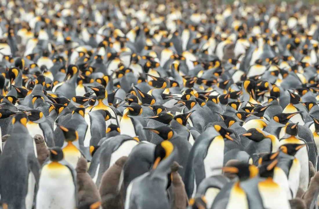A dense colony of king penguins fills the frame. Their sleek bodies in black, white, and yellow create a lively, bustling scene, evoking a sense of community.