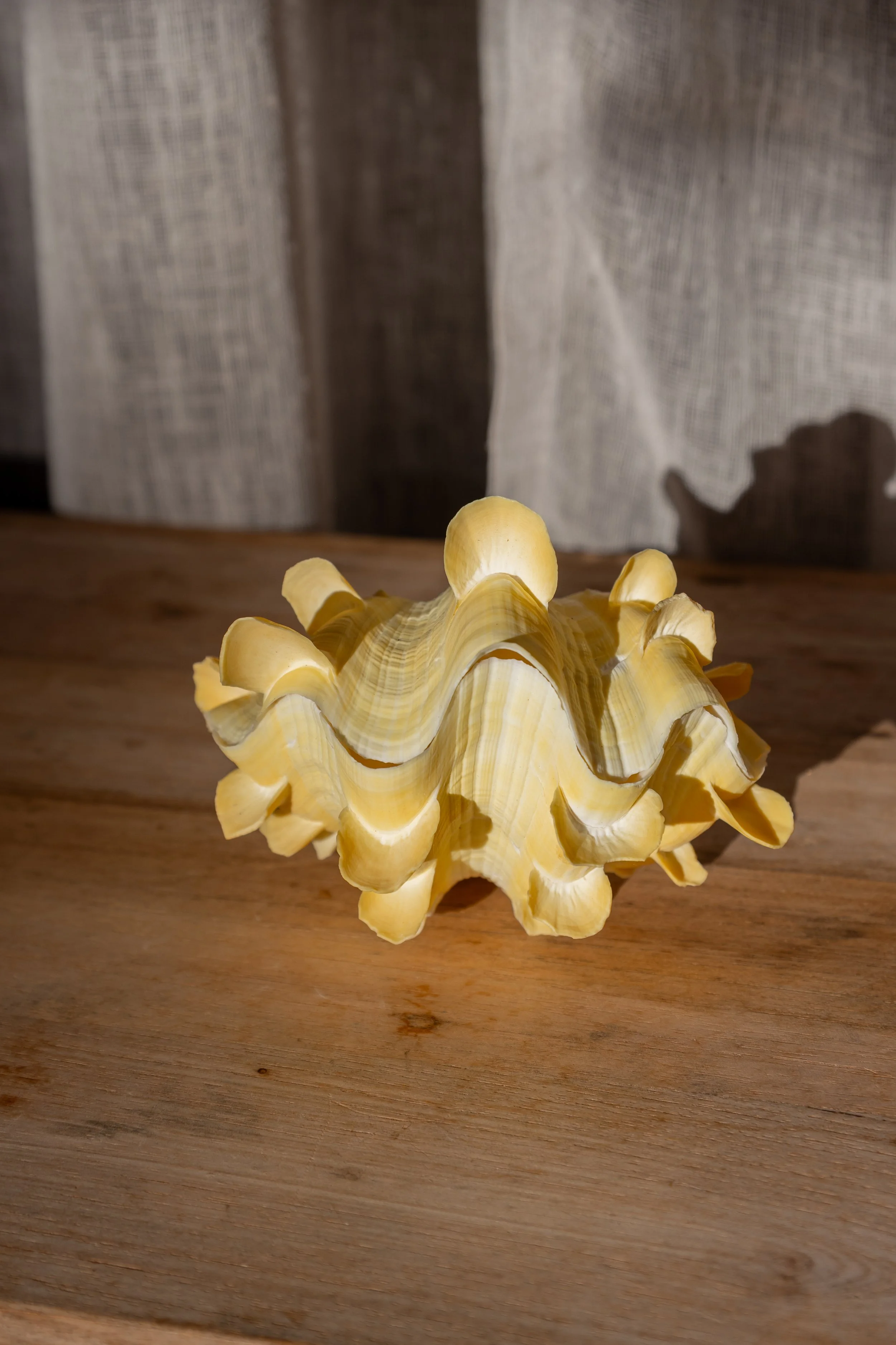 Squamosa Clam, Indonesia