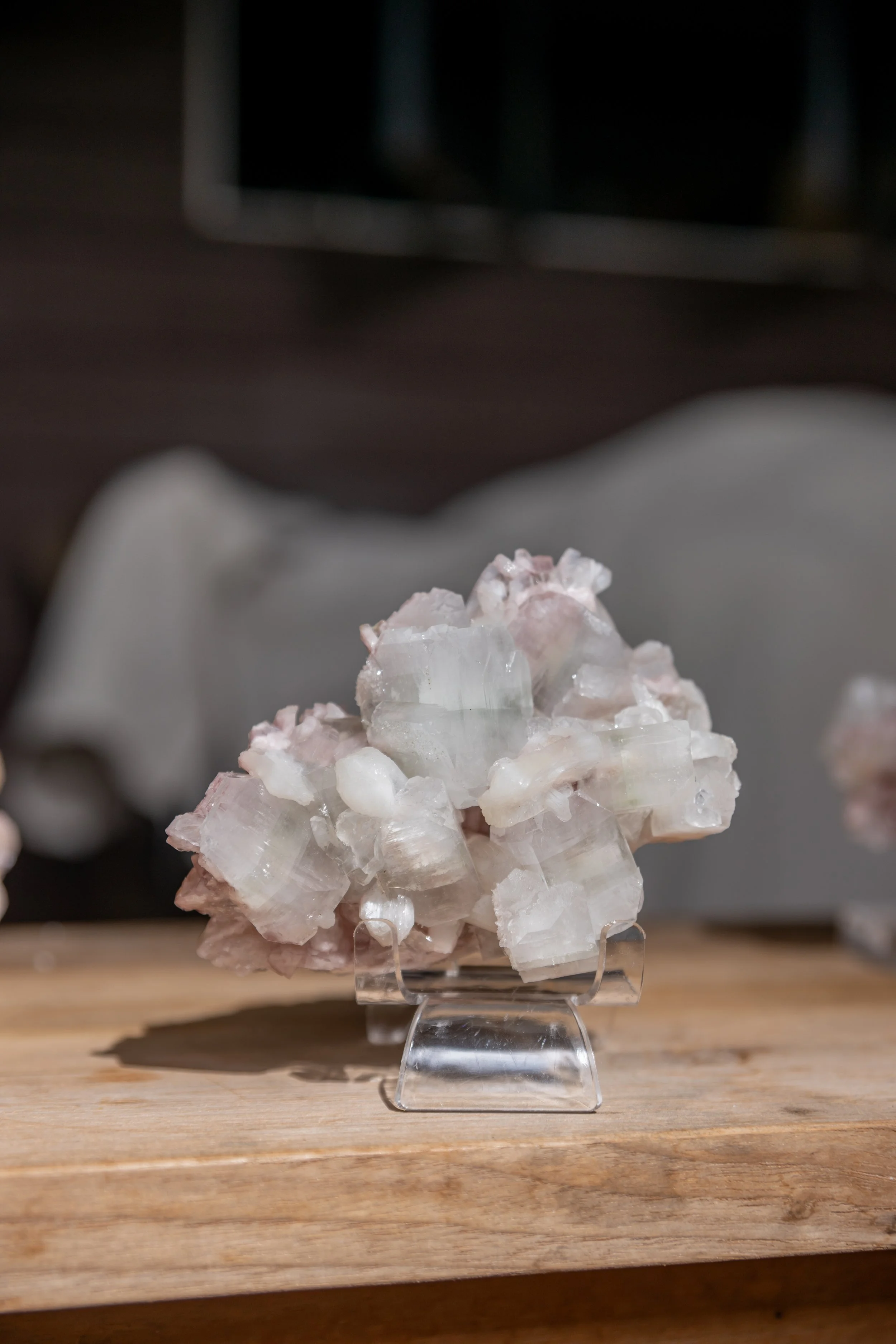 Heirloom Bloom, India