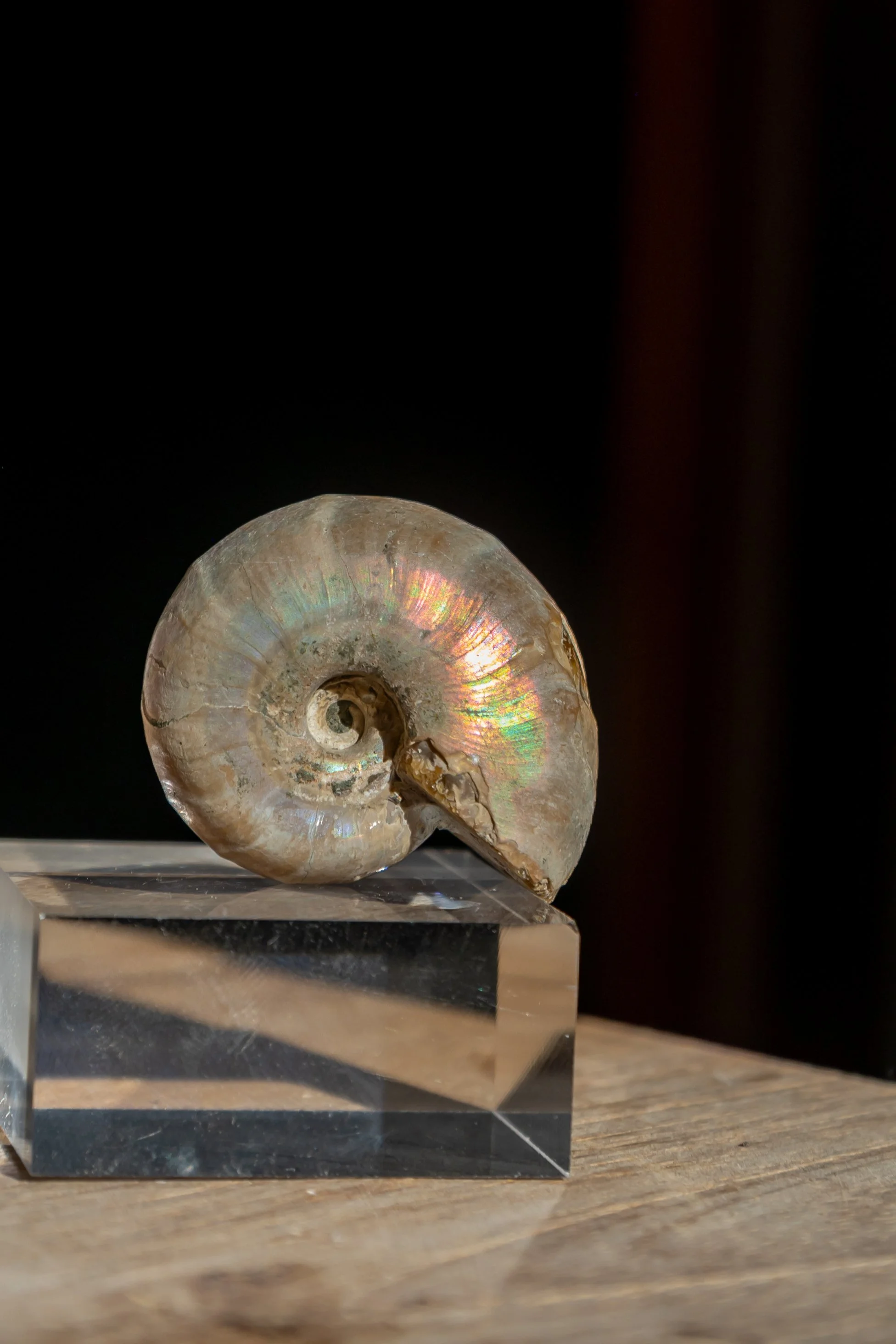 Rainbow Ammonite Fossil, Madagascar