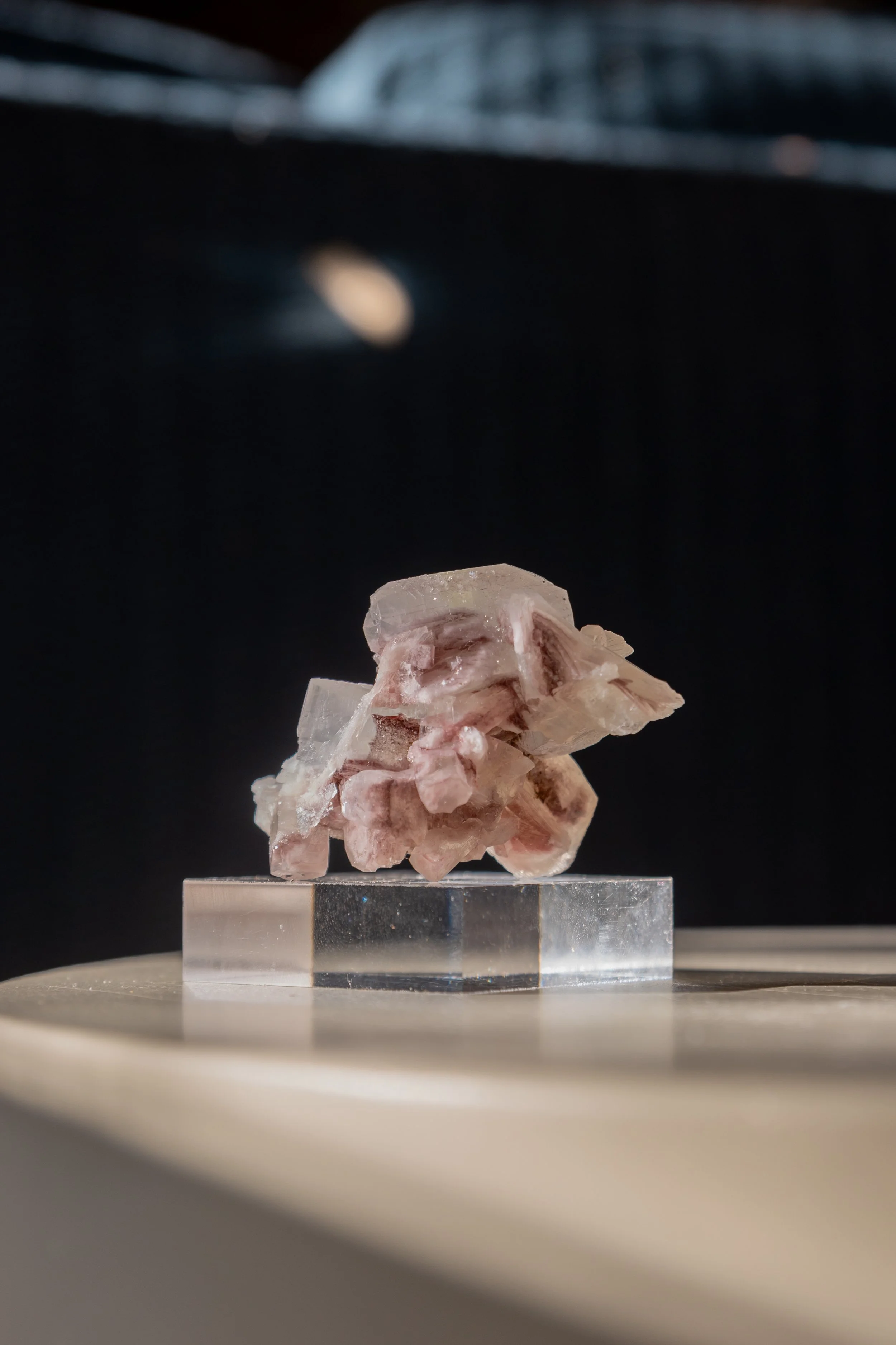 Heirloom Bloom, India