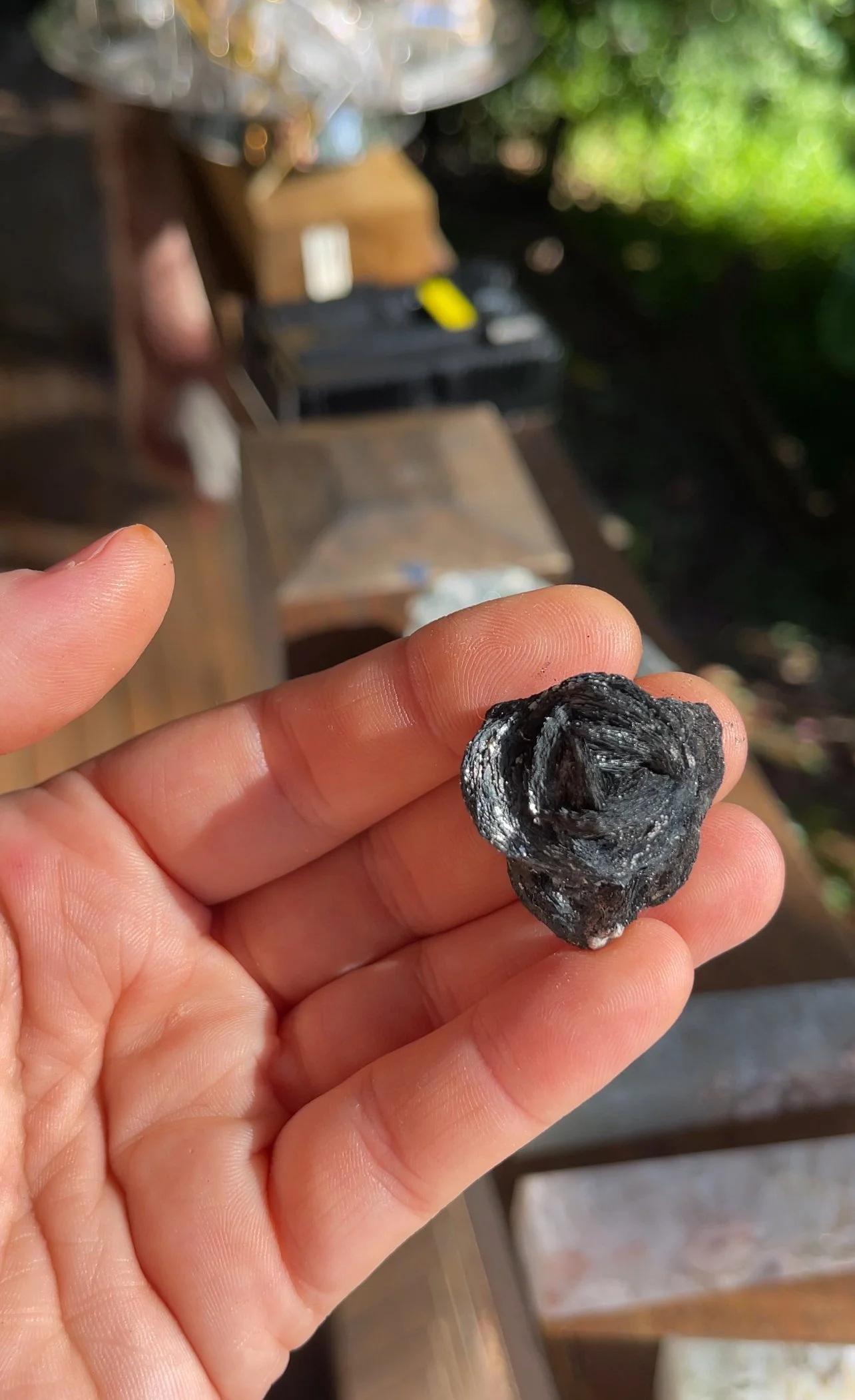 Spaculerite Rose, Inner Mongolia