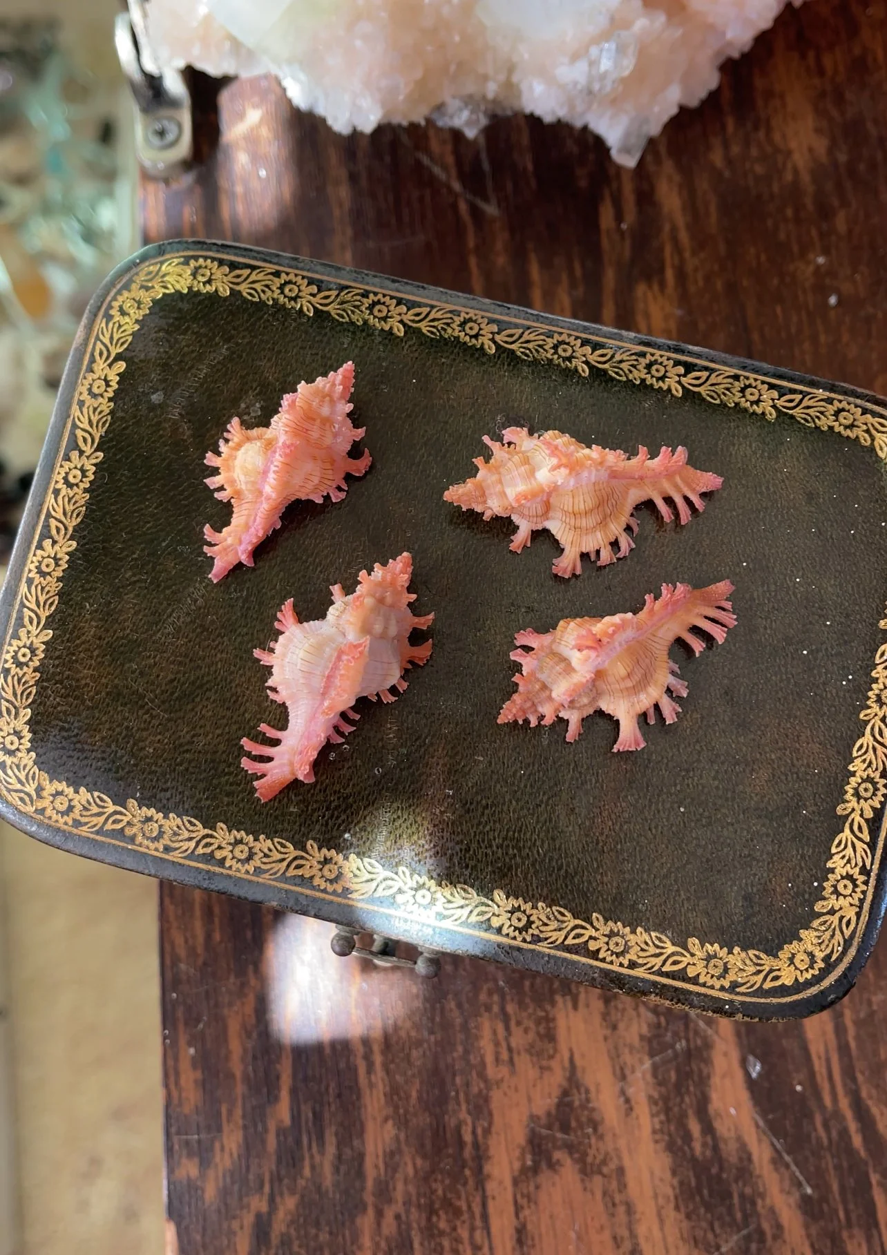 Baby pink Murex