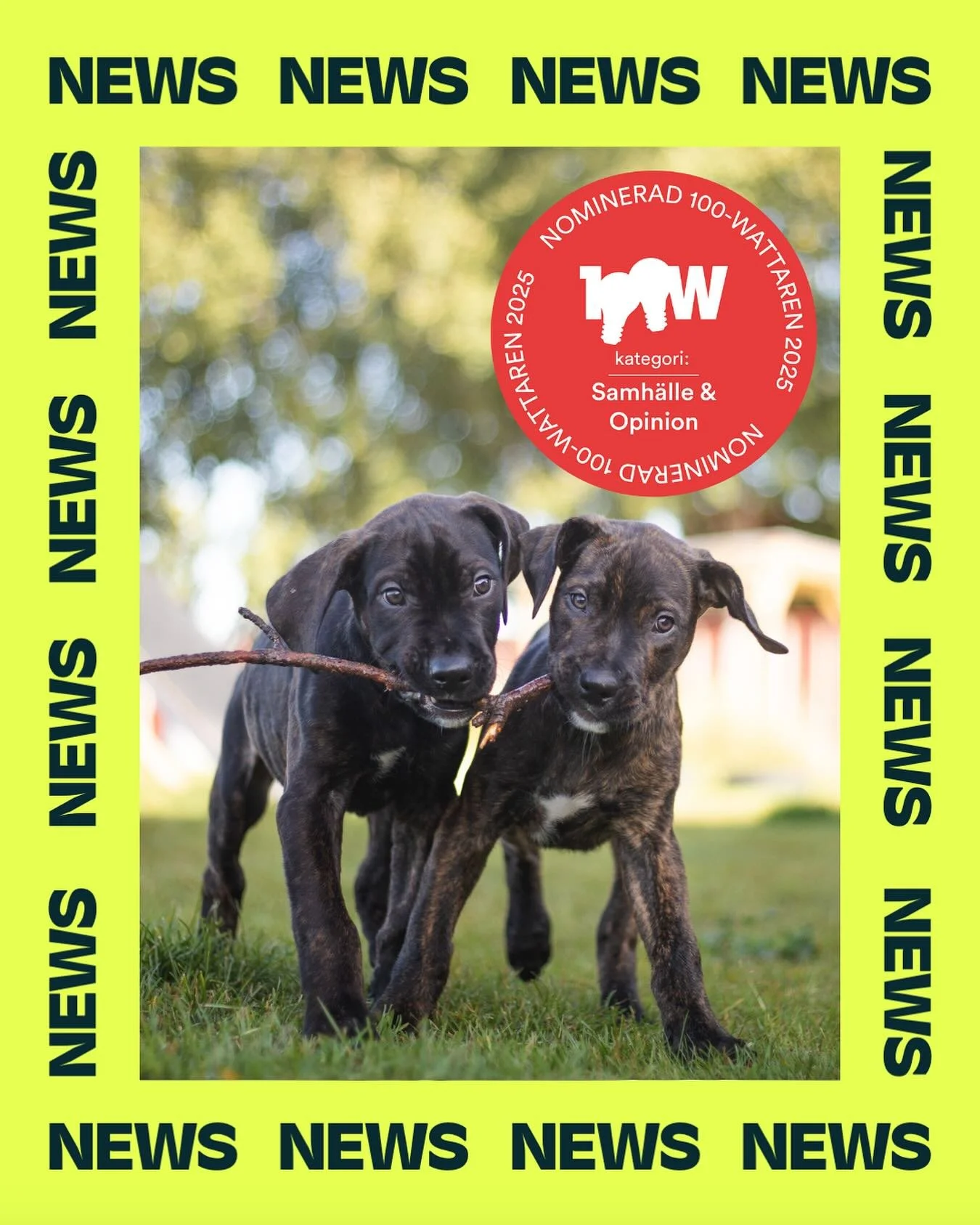 Kampanjen &rdquo;V&auml;rd att v&auml;nta&rdquo; p&aring; &auml;r nominerad i 100-wattaren!✨ Vi &auml;r s&aring; stolta &ouml;ver att f&aring; lyfta Hundstallet och deras viktiga arbete. Vinnaren utses den 12 februari &ndash; h&aring;ll tummarna!