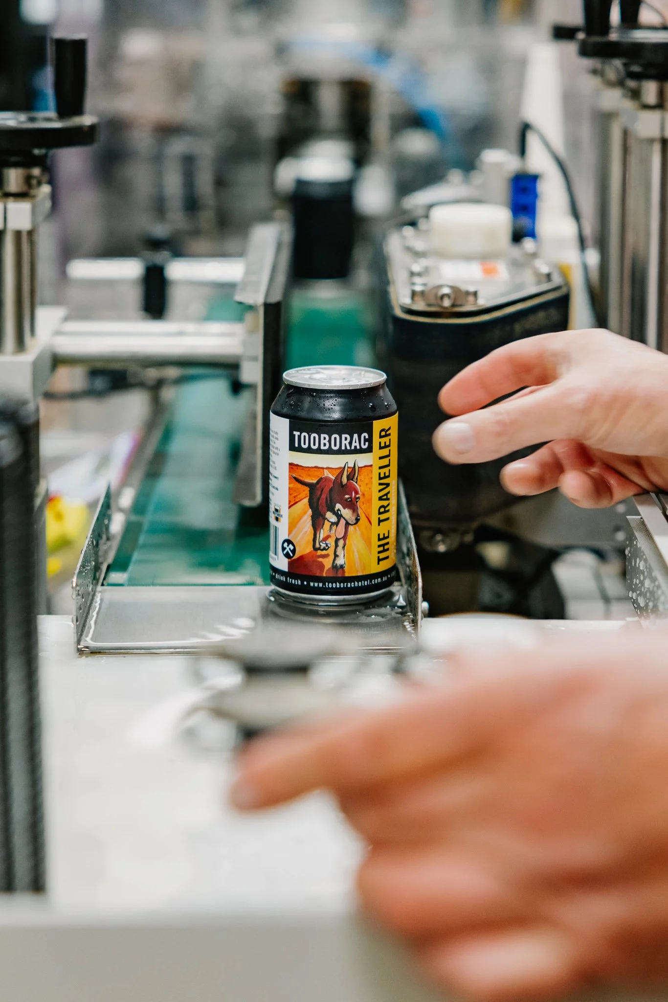 A person is placing a can of Tooborac beer called 'The Traveller' on a conveyor belt in a brewery or packaging facility.