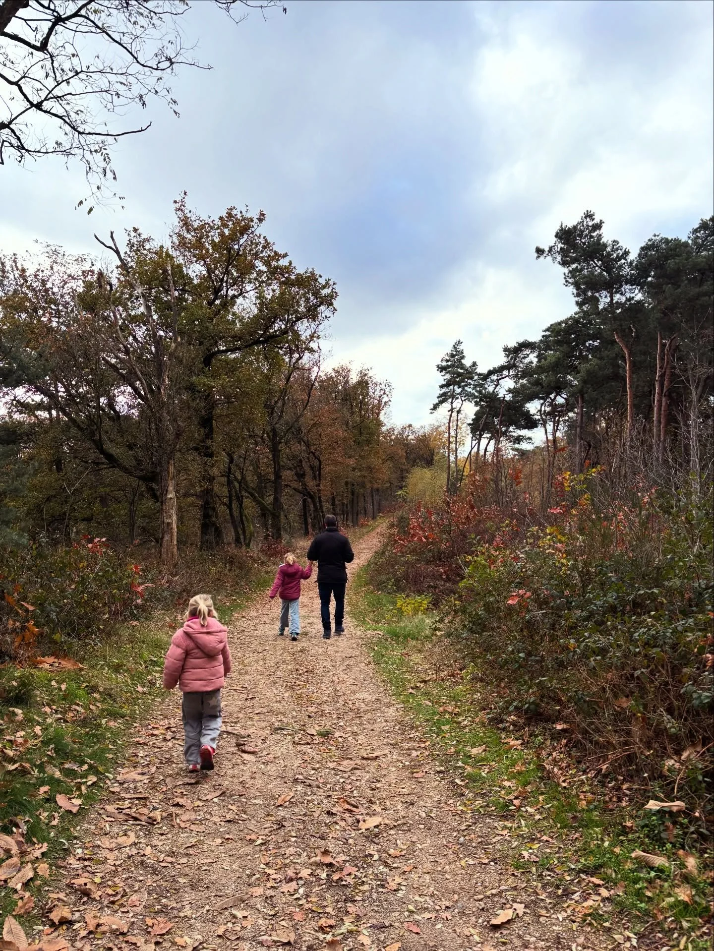 Het Herrendal op de Mookerheide 🍁🐮

Aan de rand van de Mookerheide start deze korte, fijne wandeling. En kort na vertrek kun je ze met een beetje geluk al horen loeien&hellip; want hier grazen Schotse Hooglanders. 🐂✨

We duiken al snel het bos in 