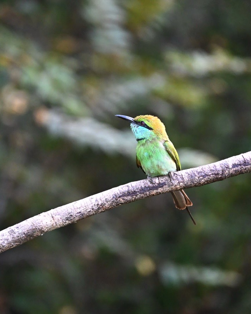 Bijeneter, een kleurrijke vogel in het Udawalawe National Park, Sri Lanka