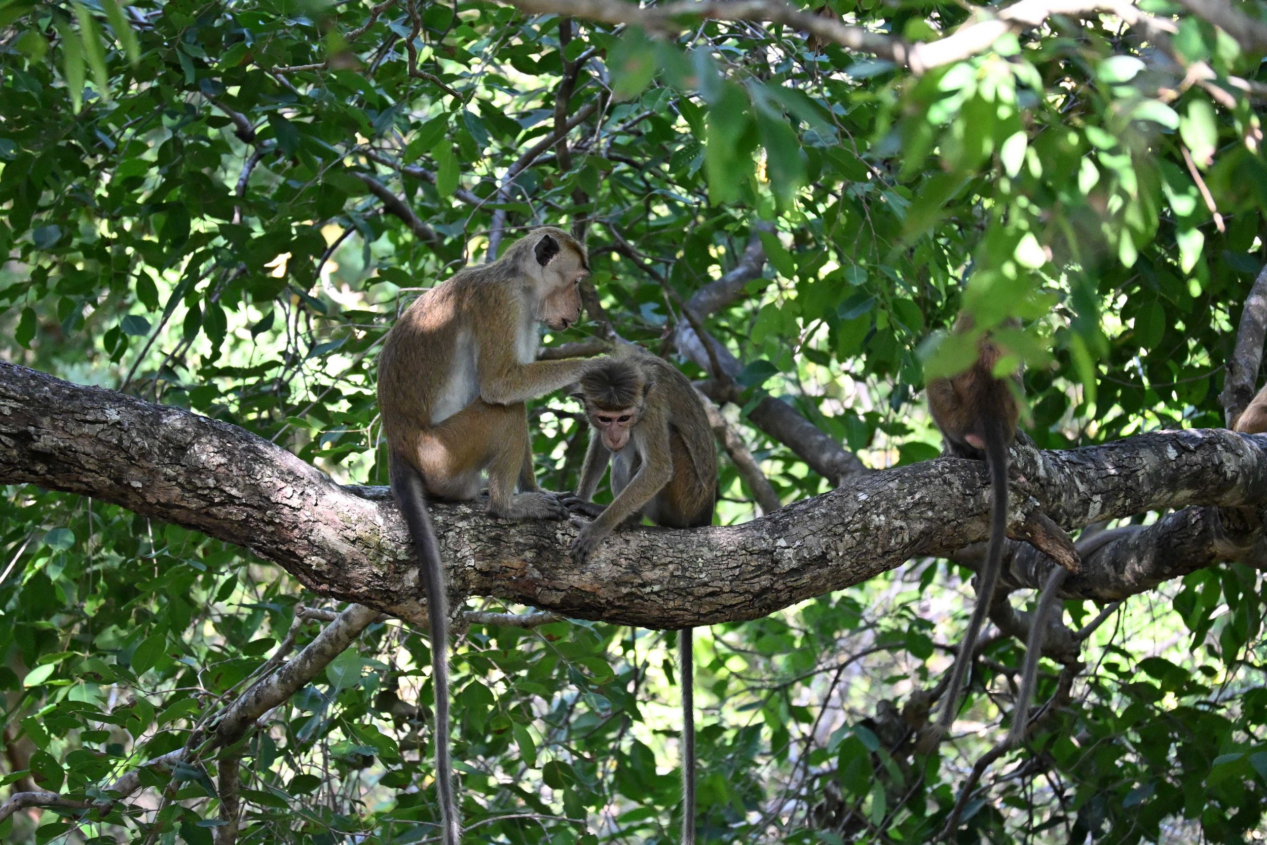 Apen in het Udawalawe National Park, Sri Lanka