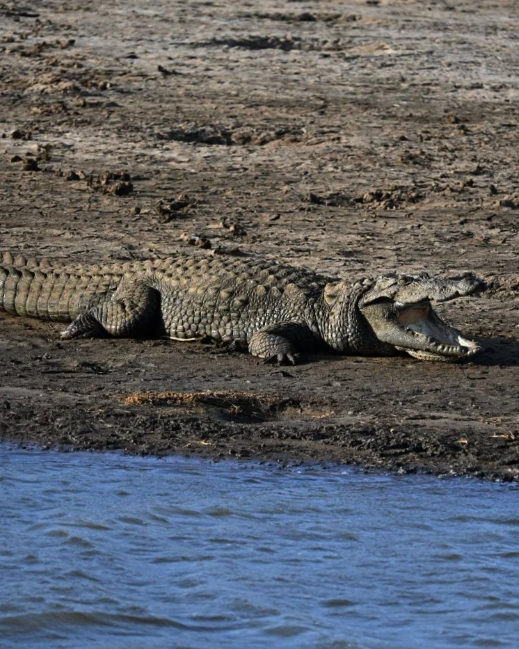 Krokodil aan de waterkant in het Udawalawe National Park, Sri Lanka