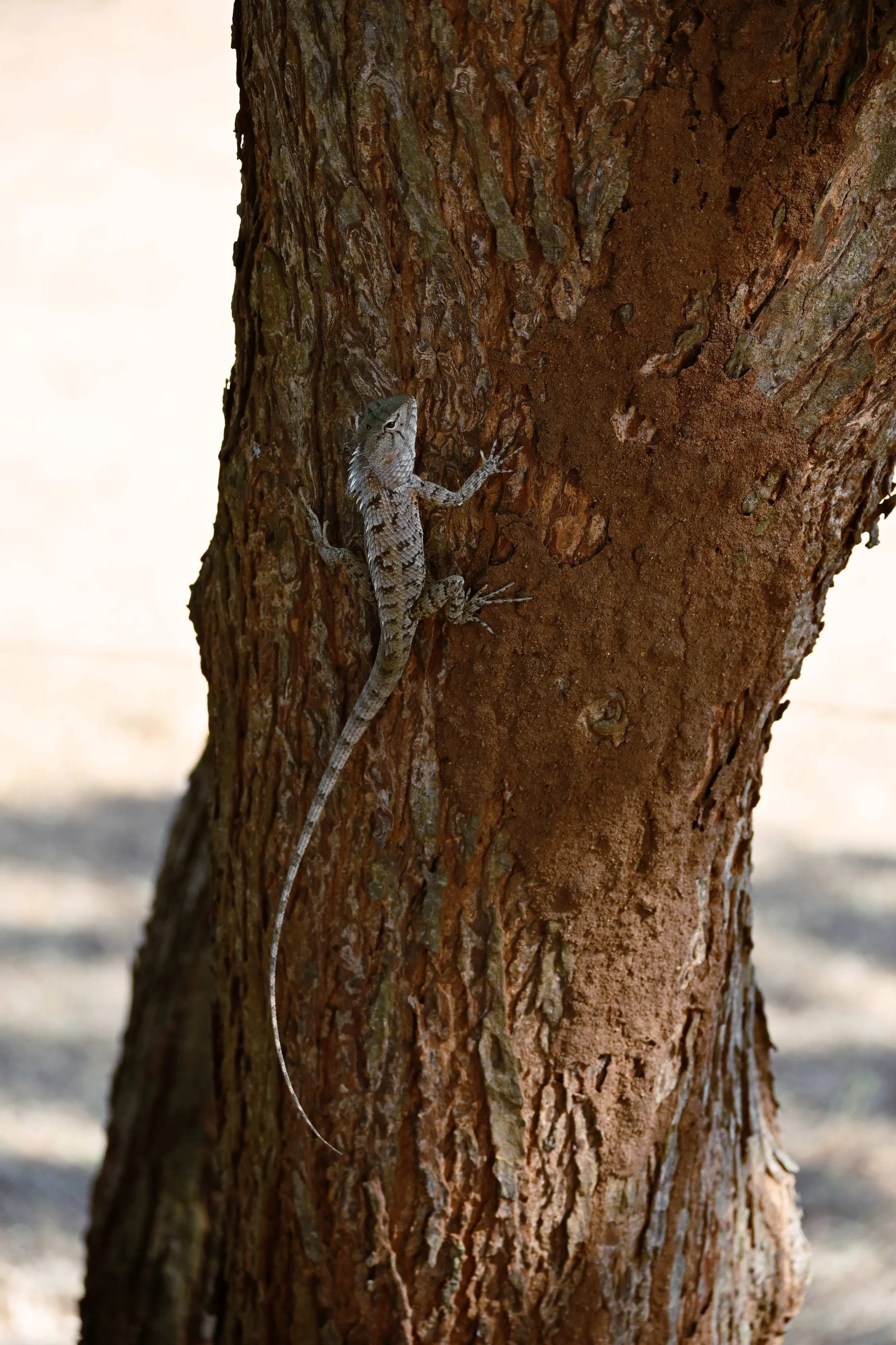 Hagedis gespot tijdens de safari in het Udawalawe National Park, Sri Lanka