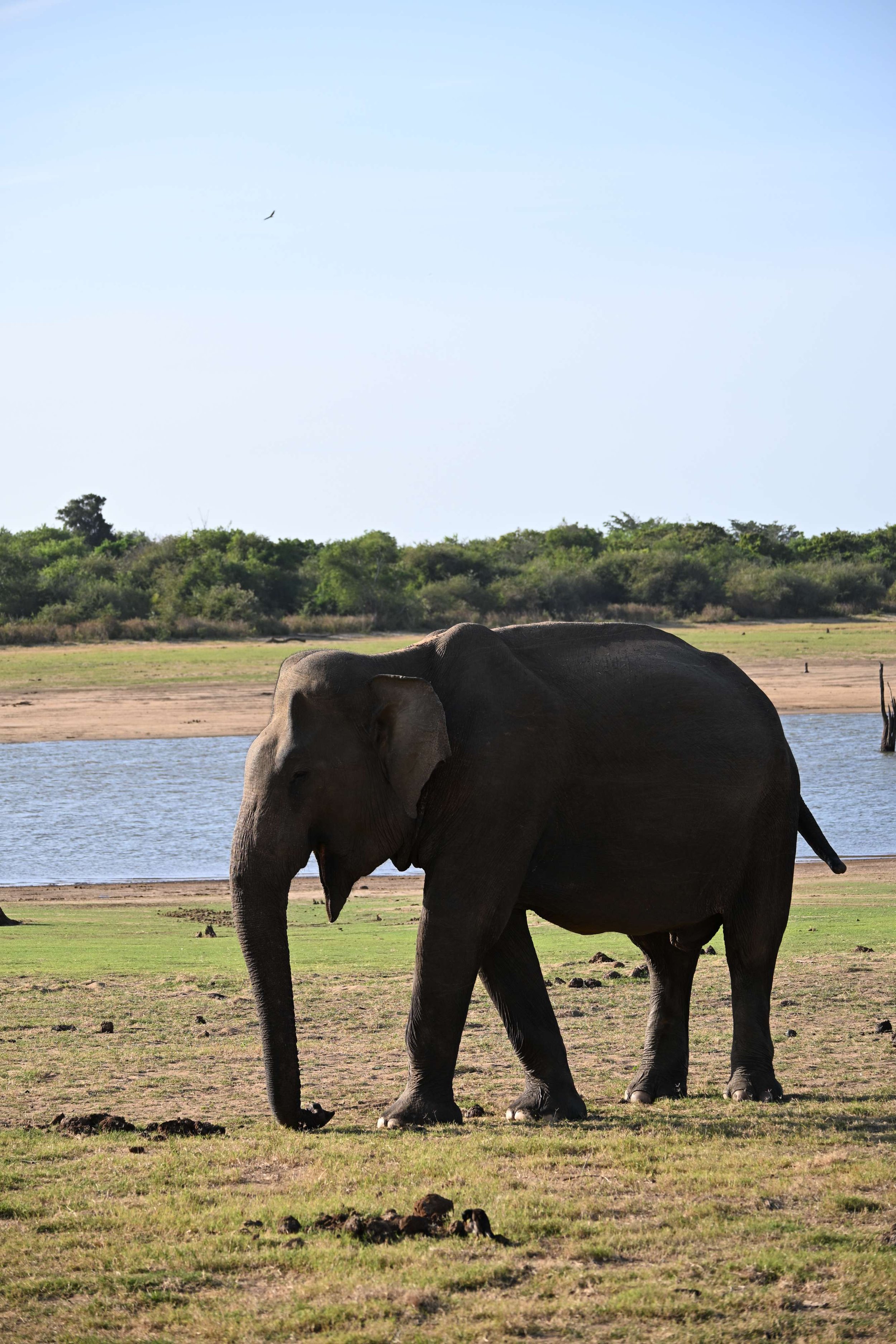 Nog een olifant tijdens de safari in Udawalawe National Park, Sri Lanka