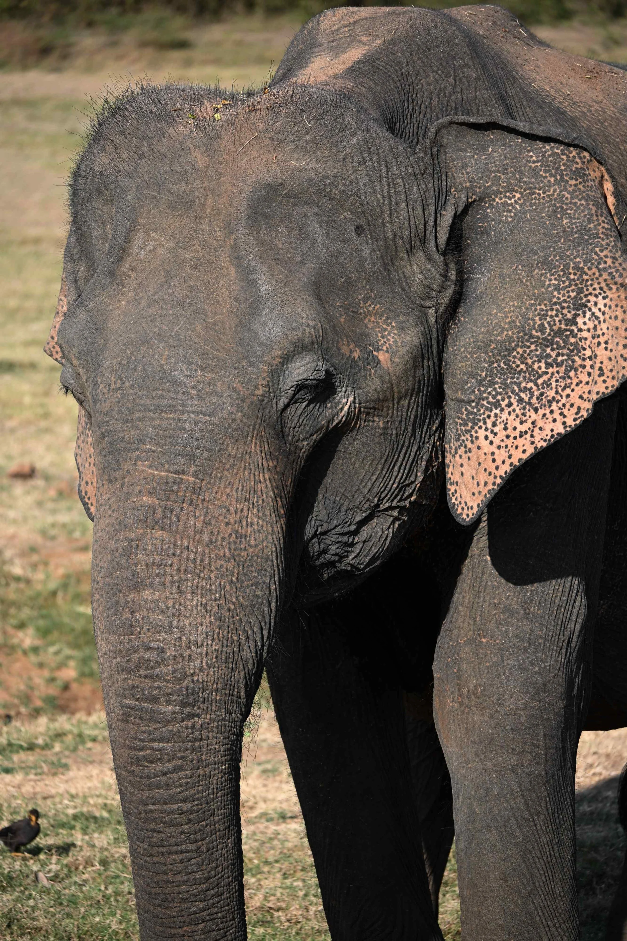 Olifant tijdens de safari in Udawalawe National Park, Sri Lanka