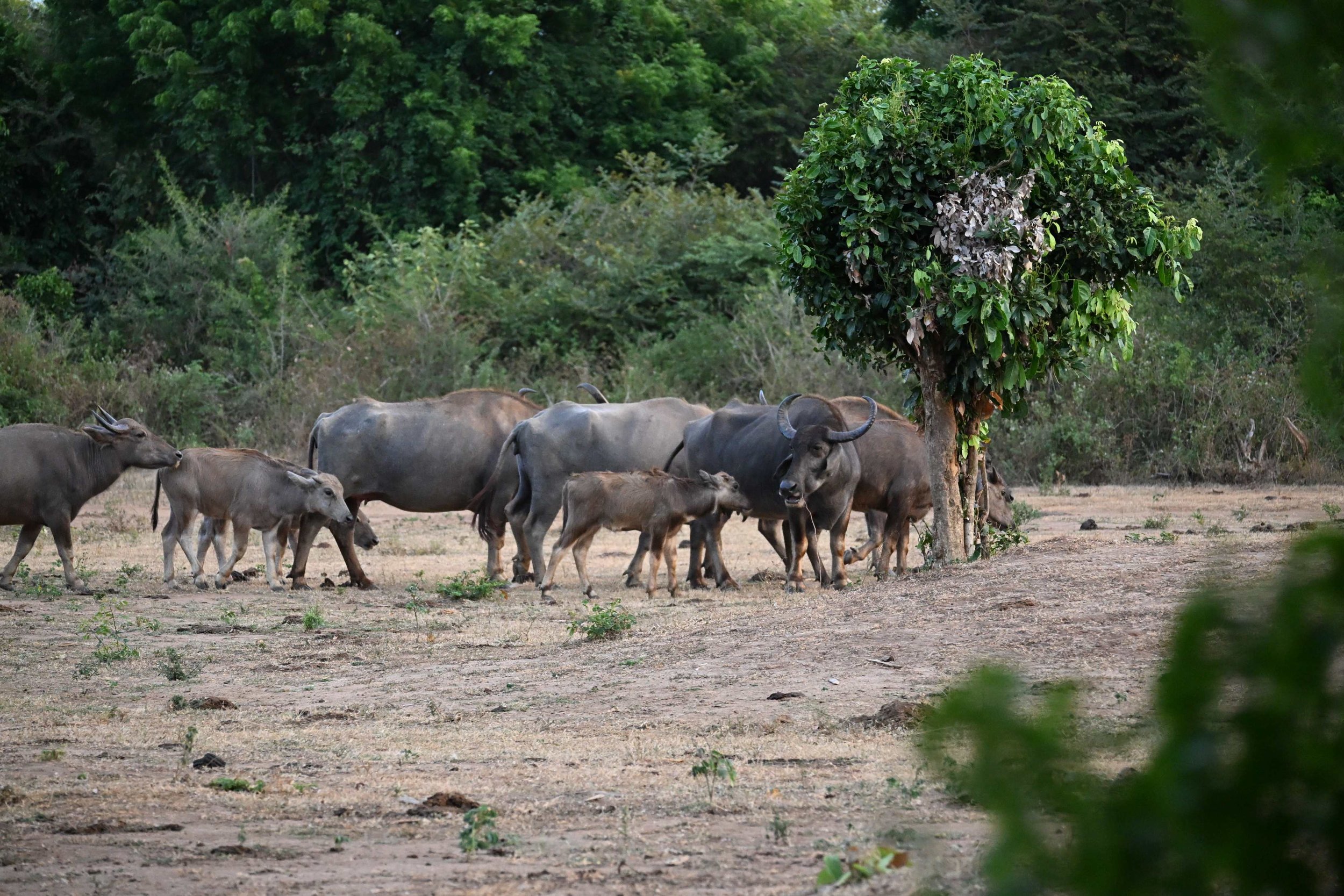 Waterbuffels in het Udawalawe National Park, Sri Lanka