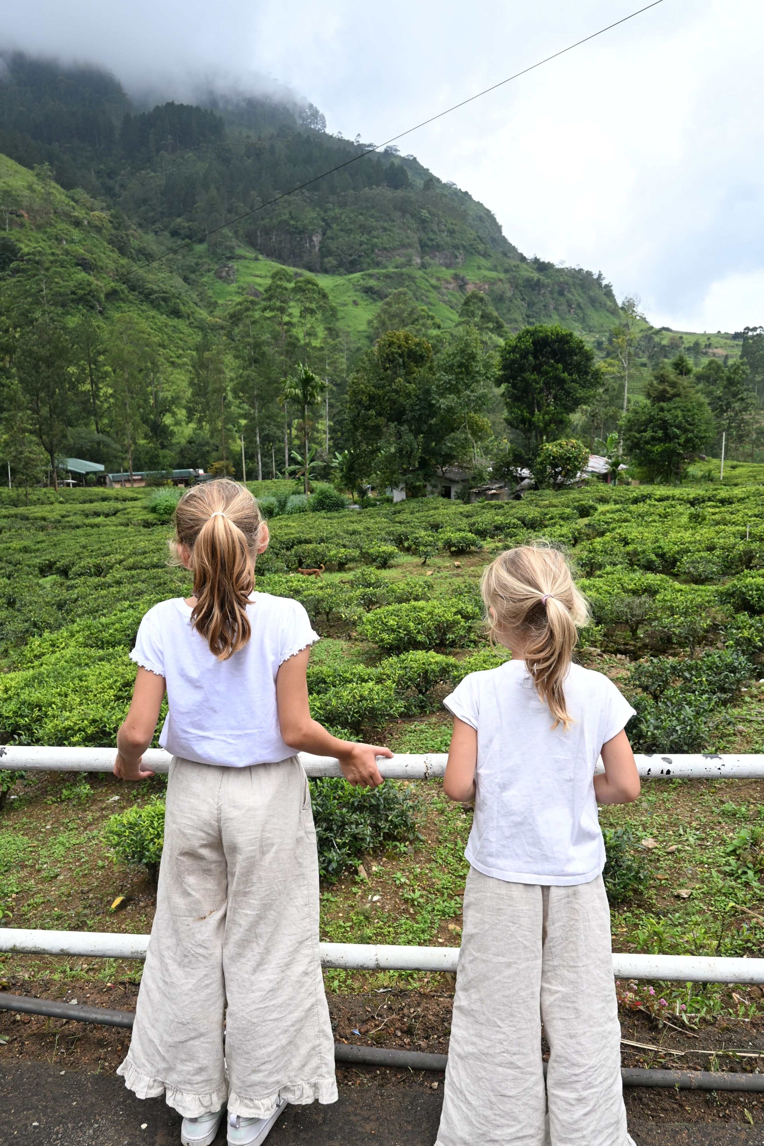 Theevelden op weg naar Kandy, Sri Lanka