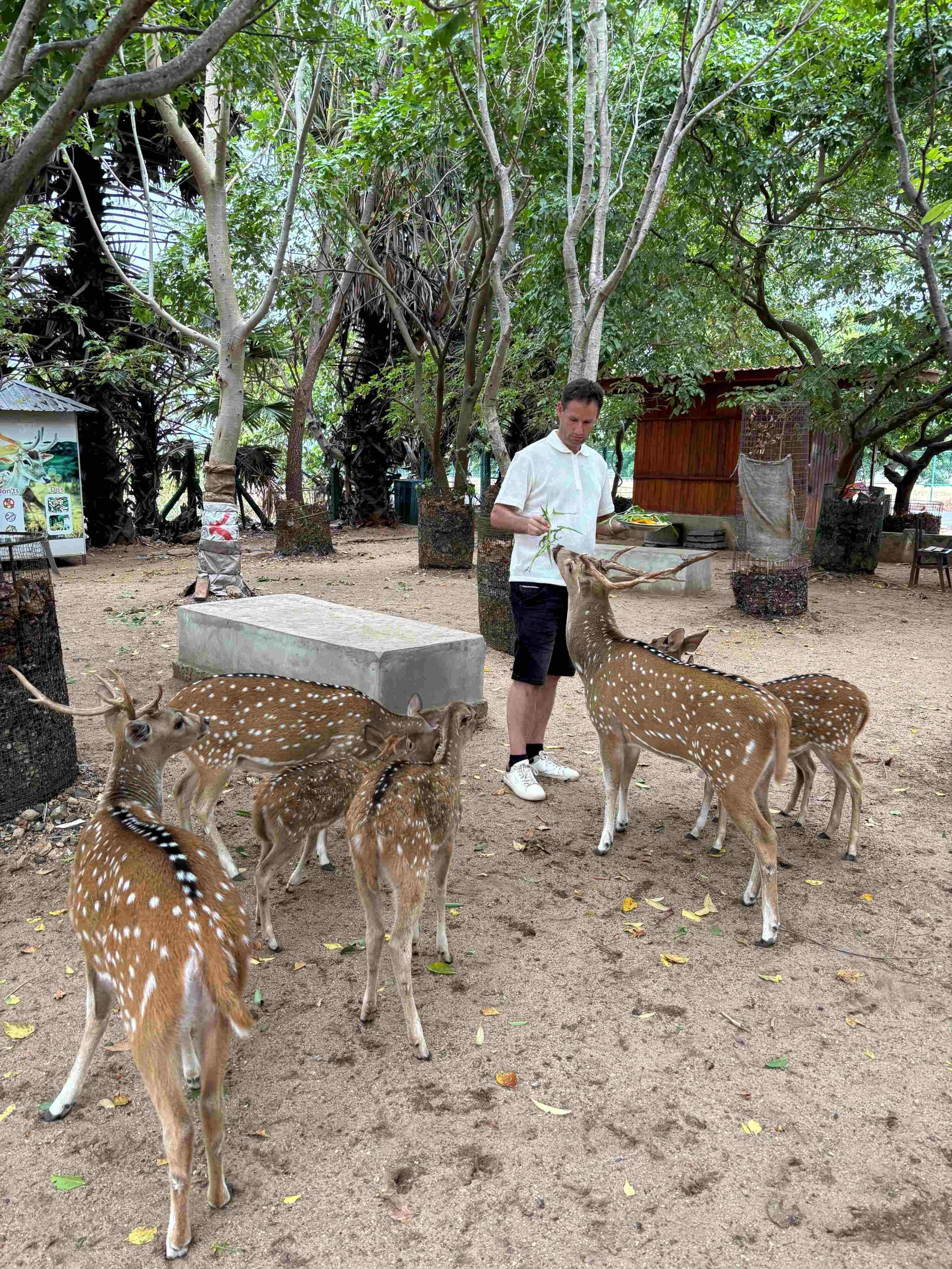Herten in een natuurgebied nabij Nilaveli, Sri Lanka