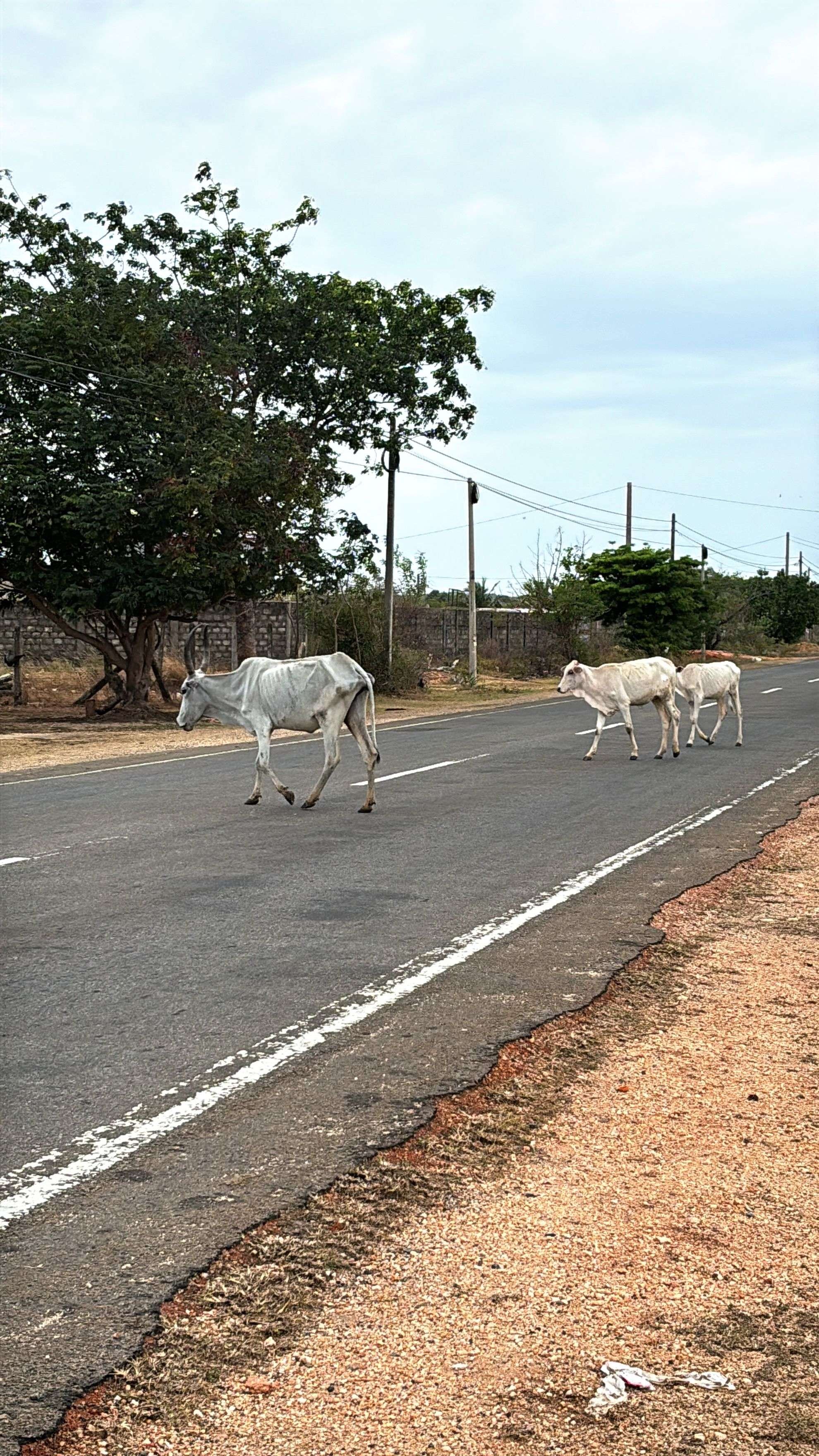 Koe op het strand van Nilaveli, Sri Lanka