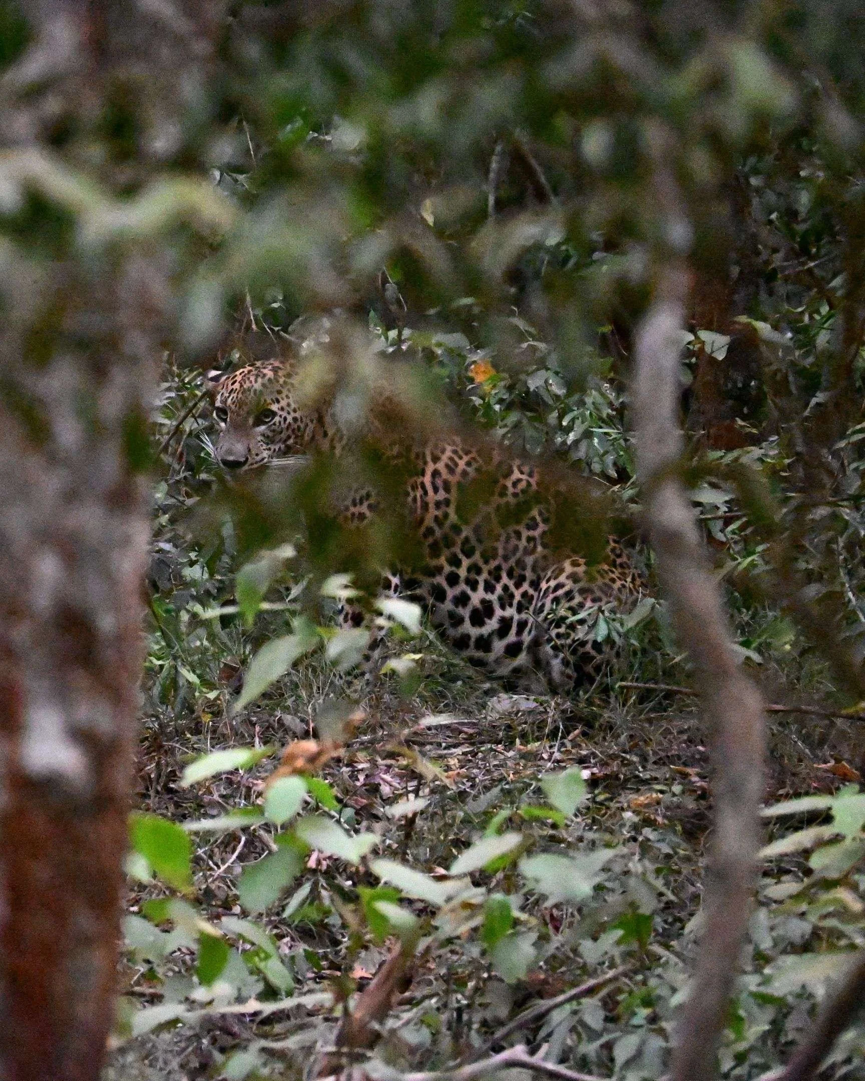 Luipaard gespot tijdens een safari in Wilpattu National Park, Sri Lanka
