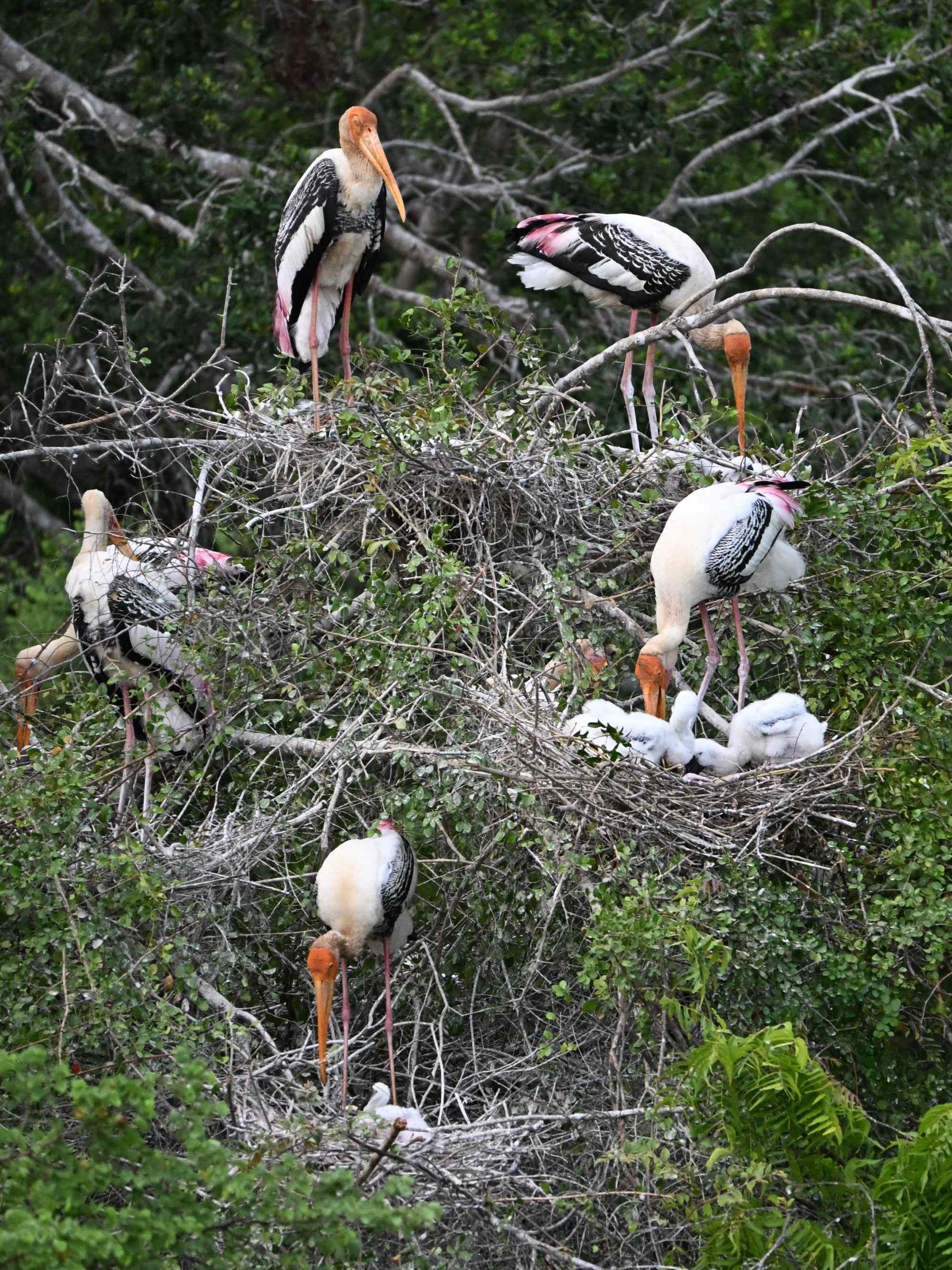 Vogels in het Wilpattu National Park, Sri Lanka
