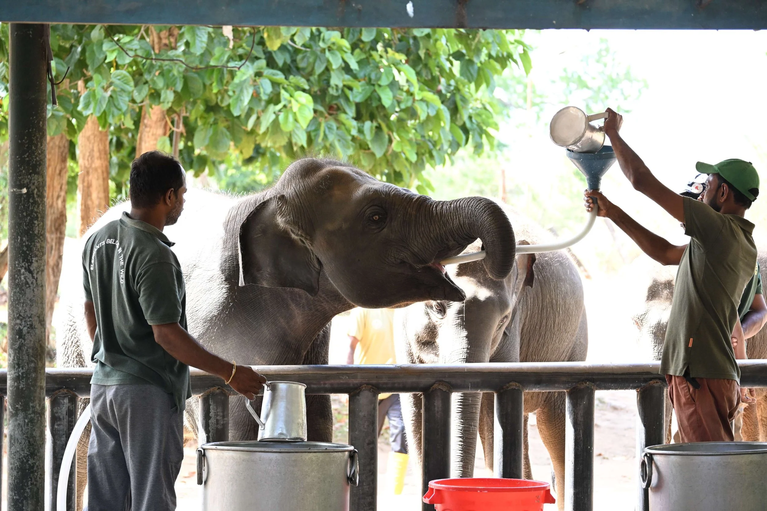 Weesolifantjes tijdens het voedermoment in het Elephant Transit Home, Udawalawe