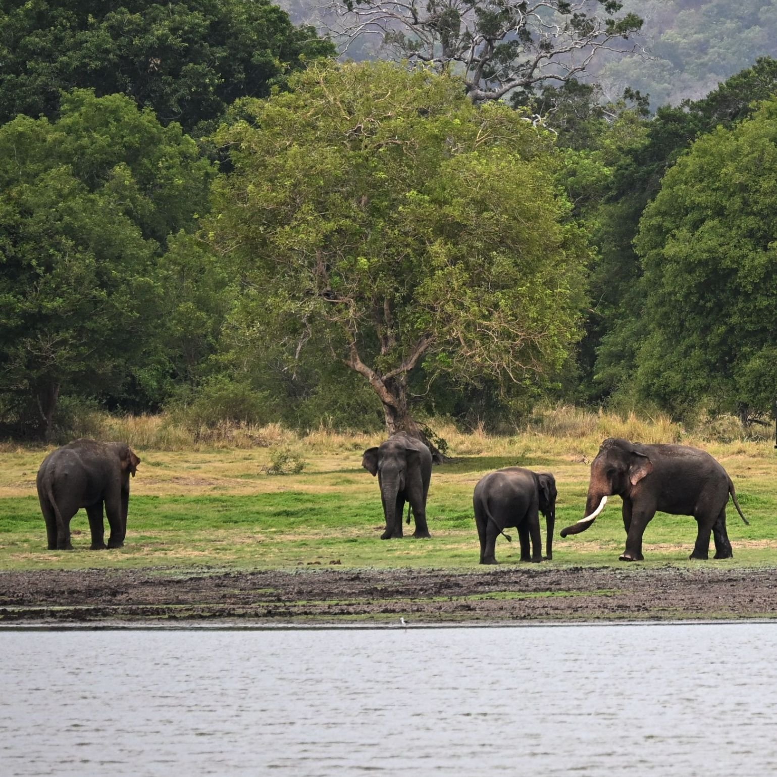 Landschap bij Minneriya, Sri Lanka