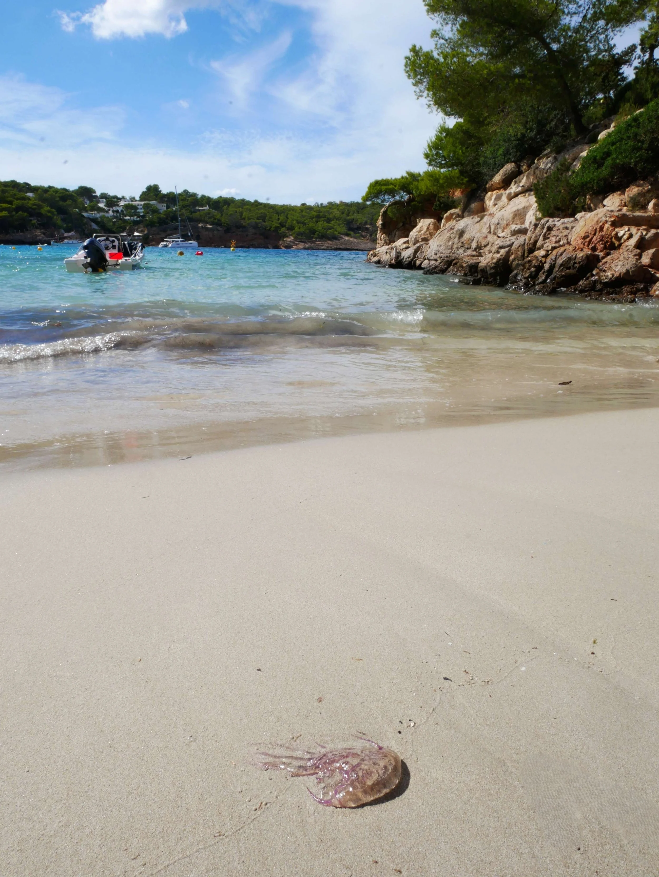 Kwallen aangespoeld op het strand, een aandachtspunt voor gezinnen op Ibiza