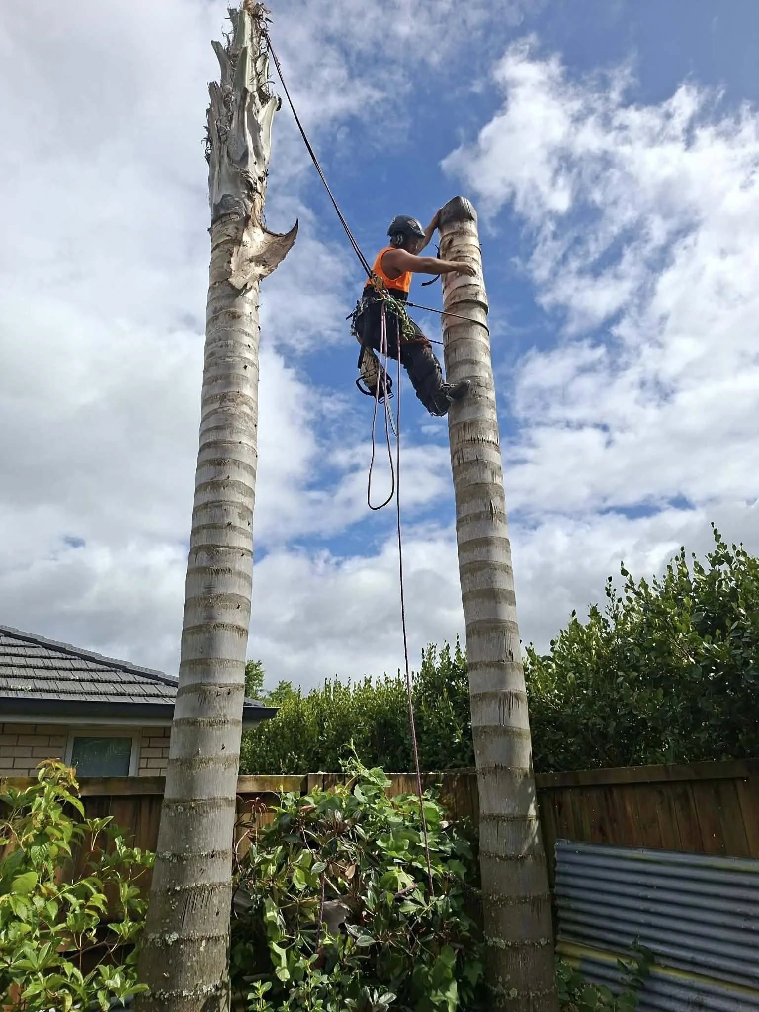 Trusted Trees Tauranga Palm.jpg