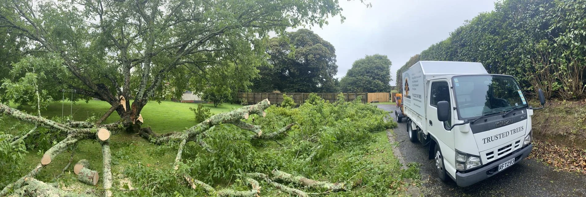 Box Elder Trusted trees.jpg