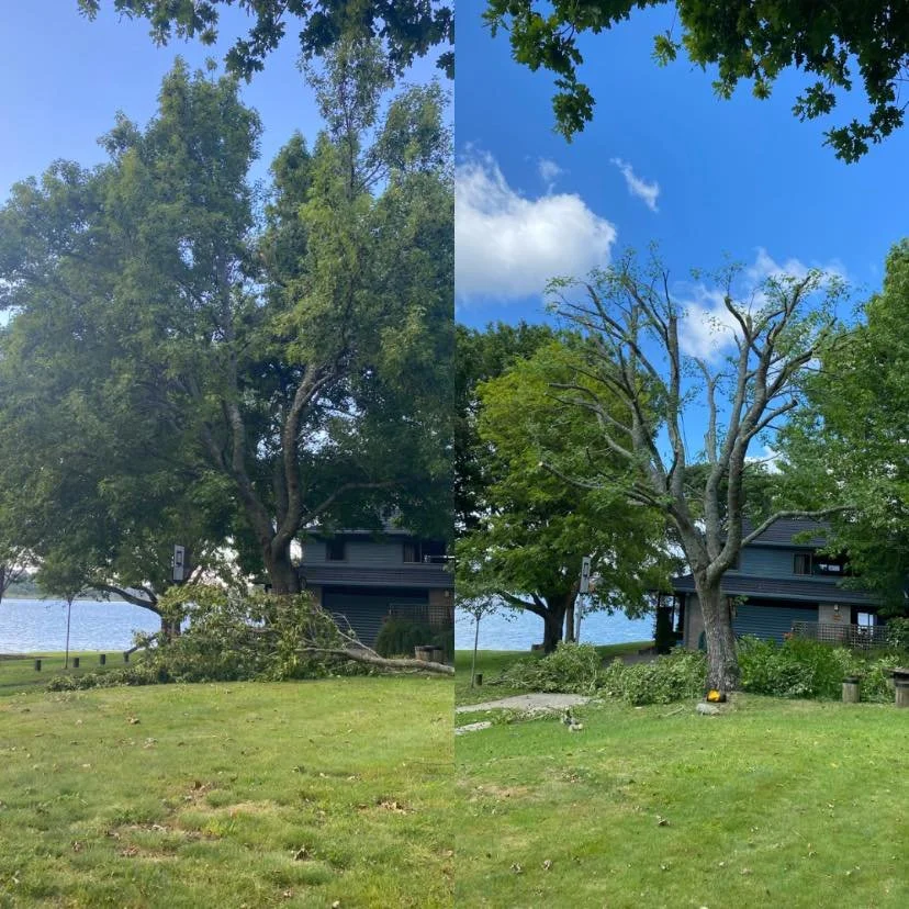 Liquid Amber - Trusted trees.jpg