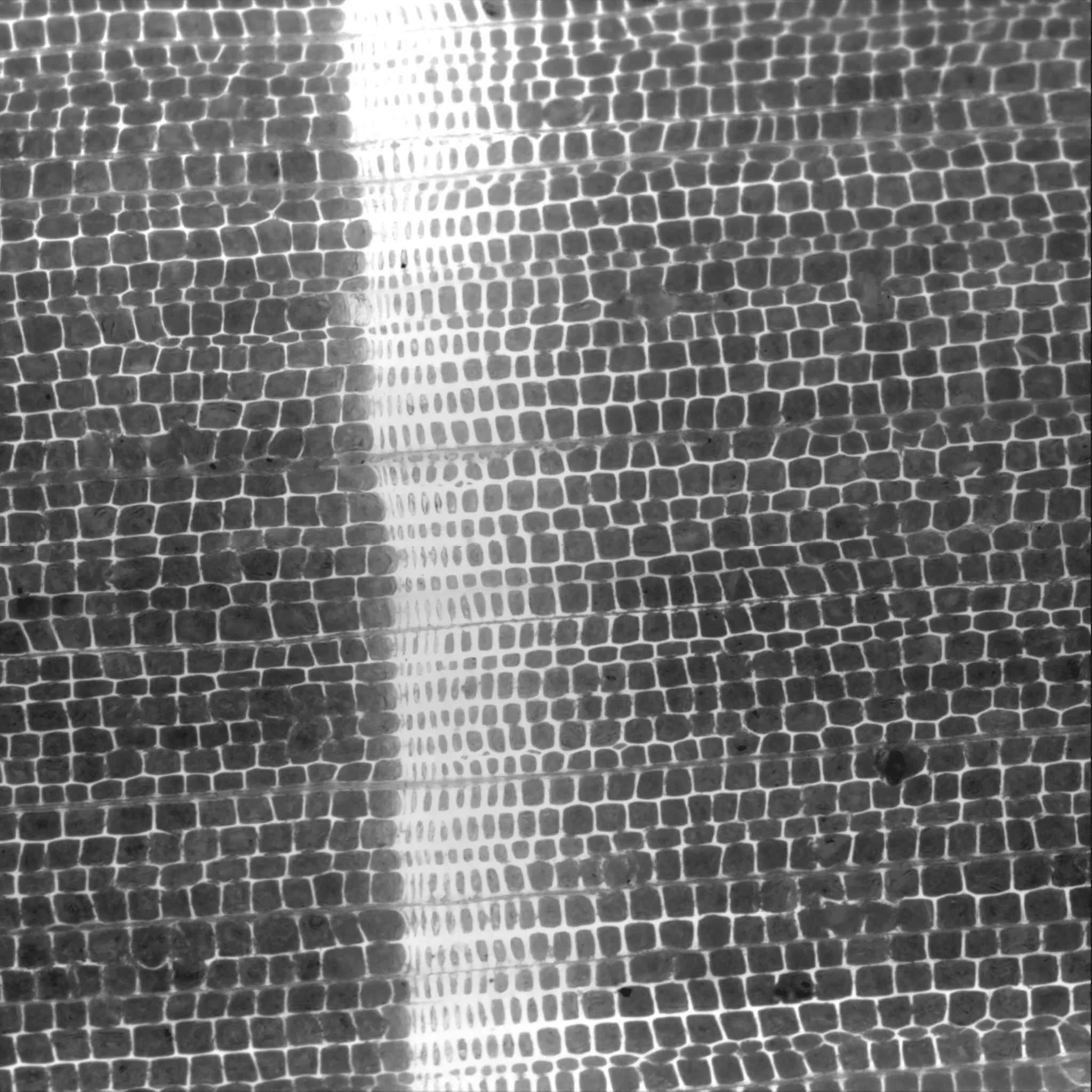 Paneveggio Spruce - Silvi Scan X-Ray 
by Dr. Robert Evans