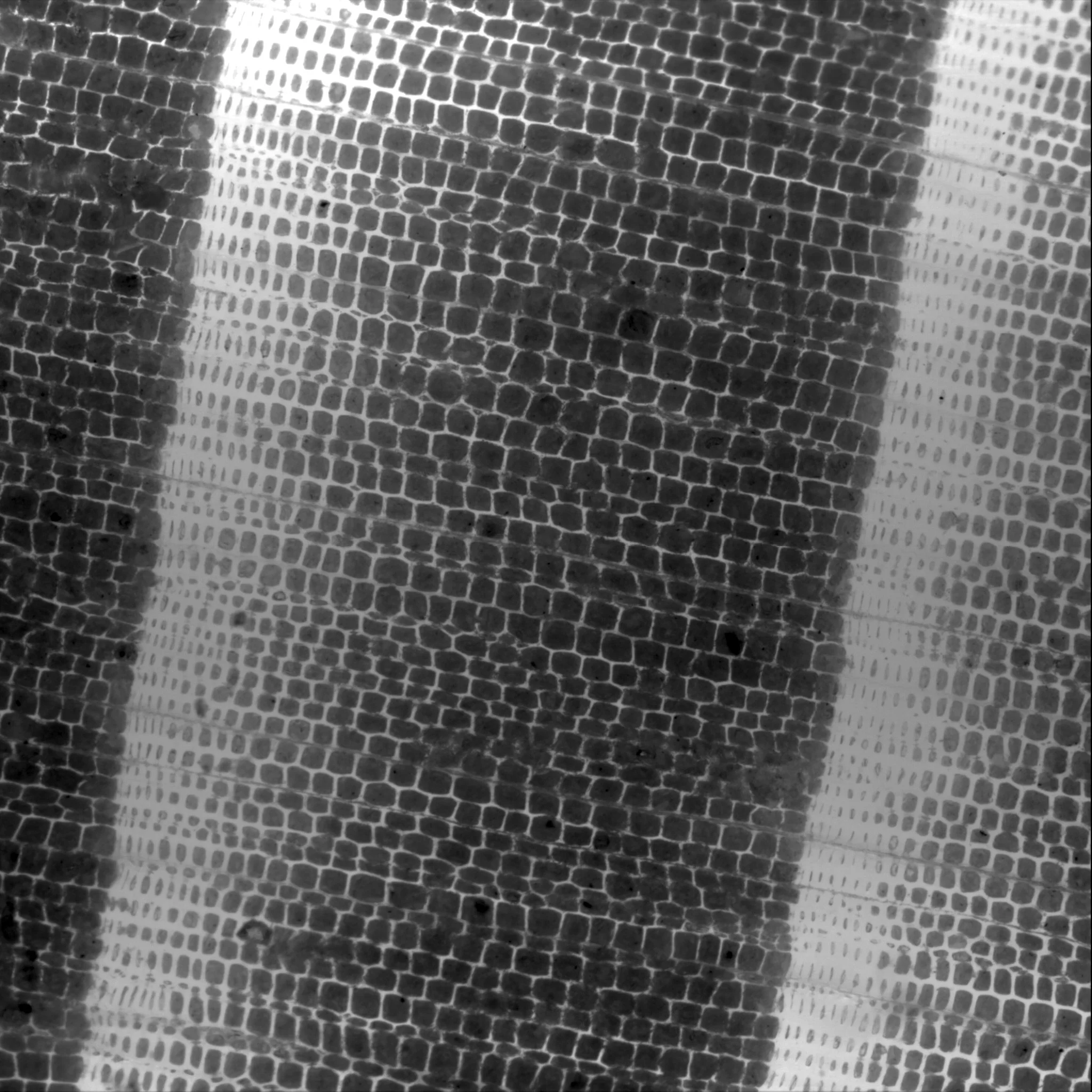 5_cell_01_cell_image_008 German Spruce JK for my D model.jpg