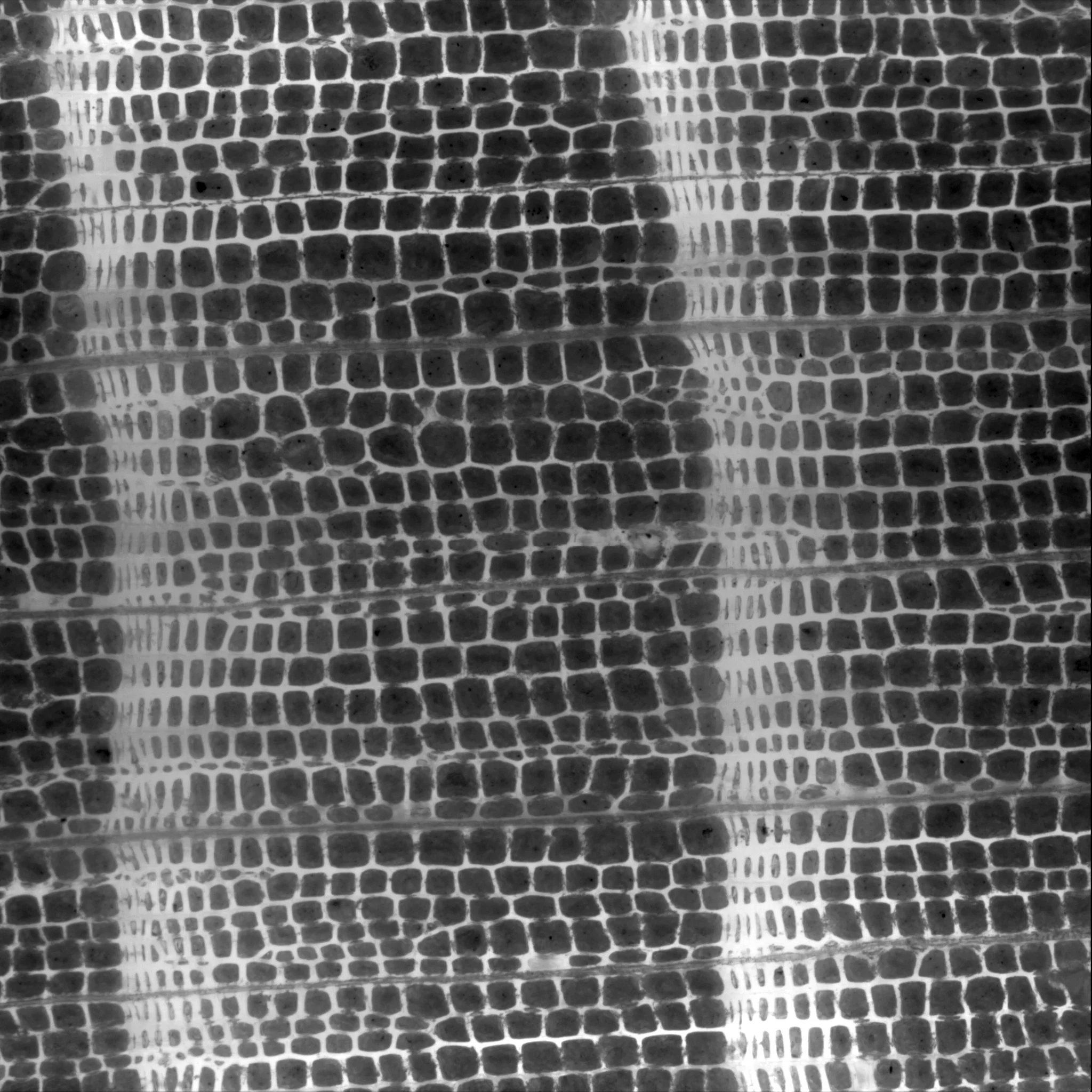 12_cell_01_cell_image_094 perfectus Spruce.jpg