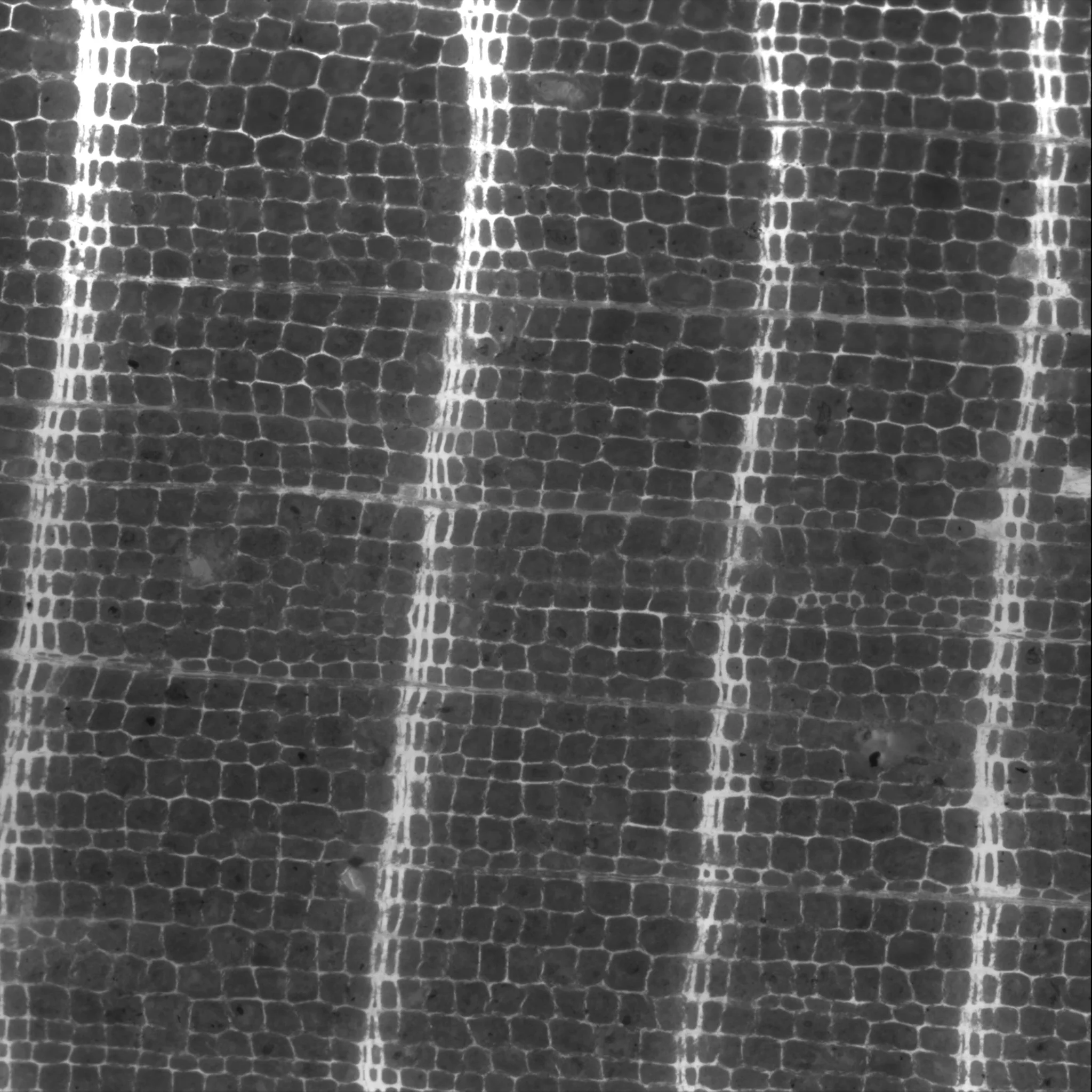 4_cell_01_cell_image_005 WR Cedar p 0,27.jpg