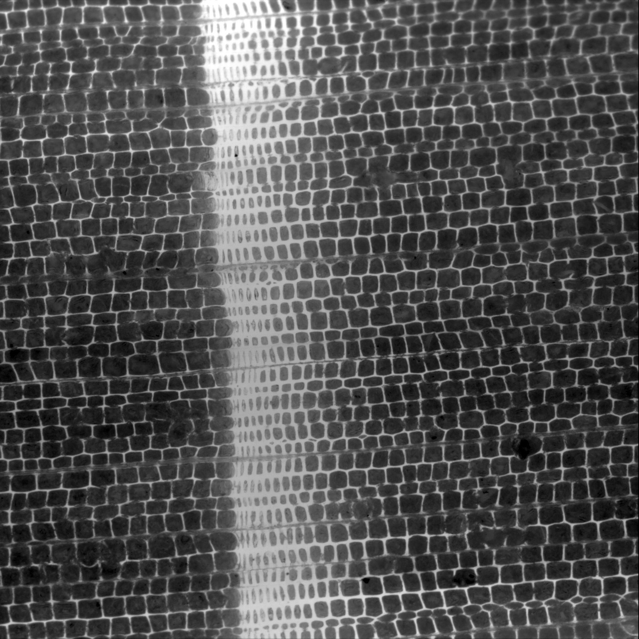 Panneveggio Spruce - Silvi Scan X ray sample
