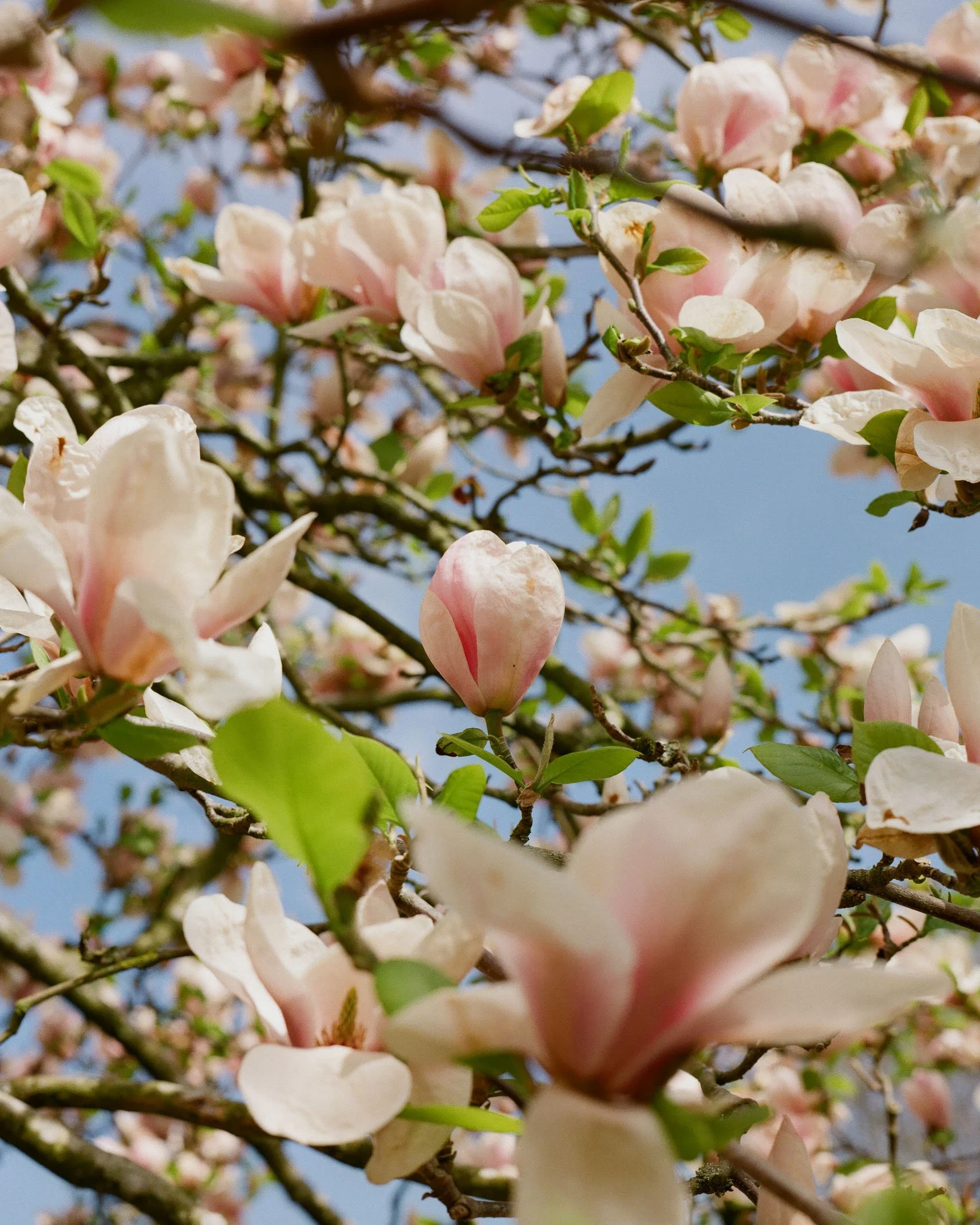 Close-up of blooming pink and white magnolia flowers on tree branches against a blue sky.