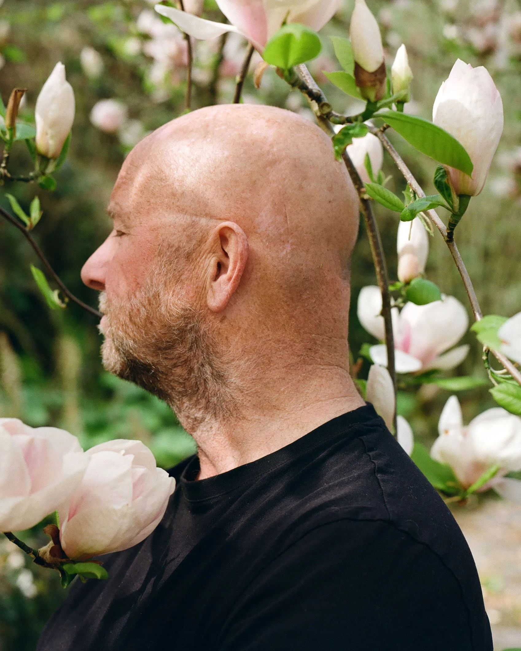 A bald man with a beard looks to the side among magnolia flowers and branches.