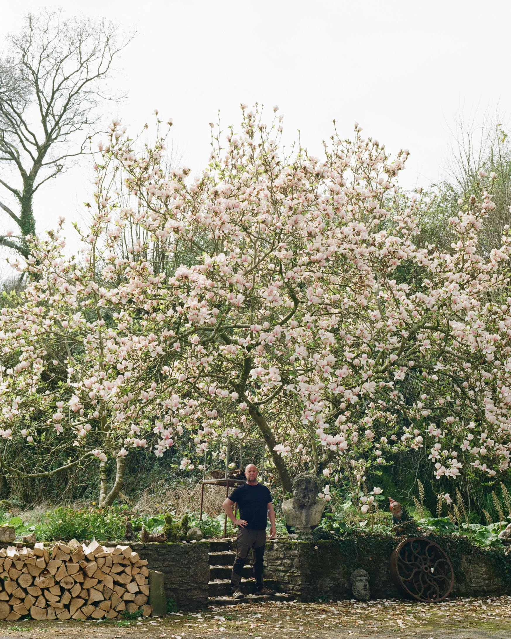 A man standing under a blooming pink and white magnolia tree in a garden, with decorative garden items, logs and stone steps.